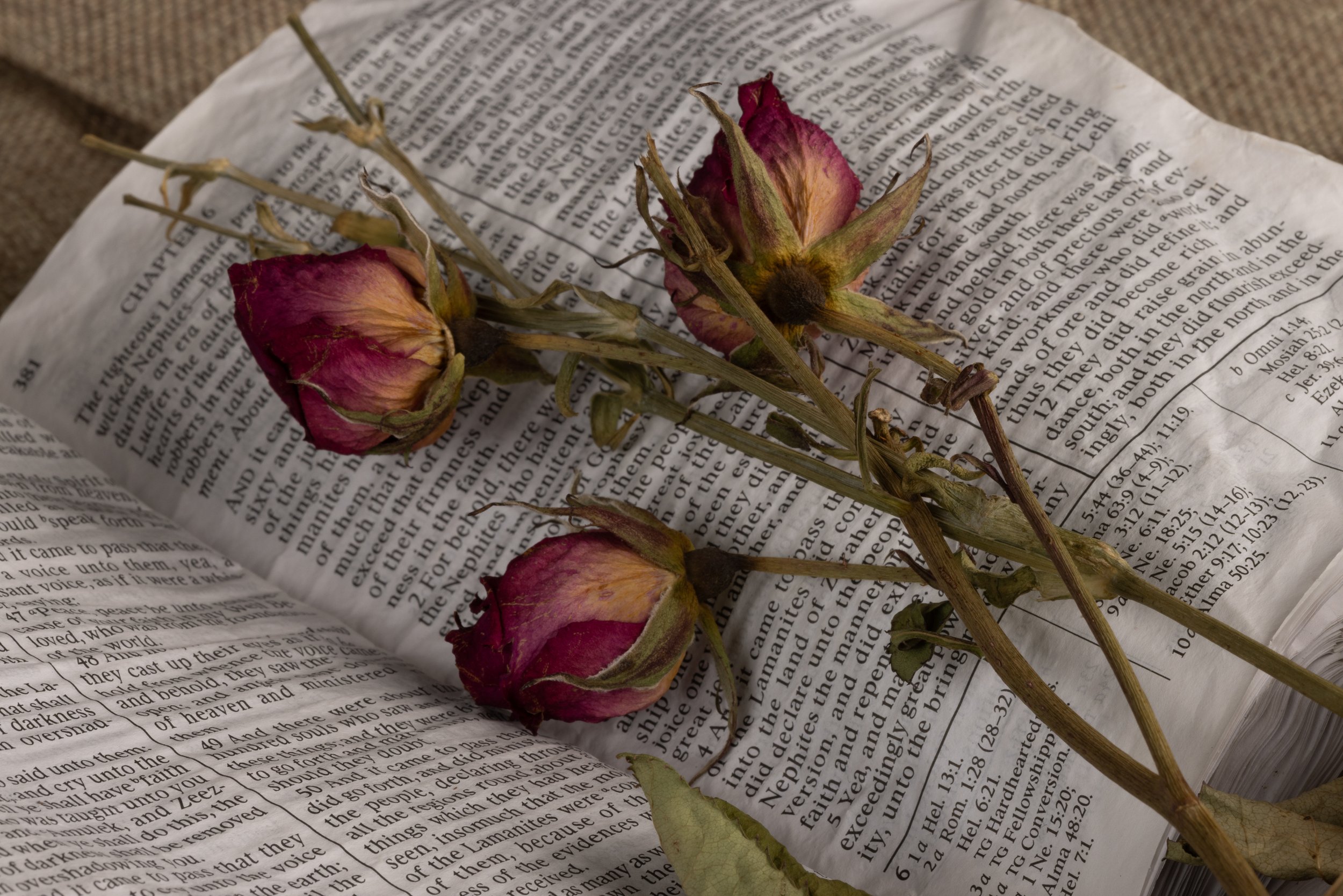 Open scriptures with dried red roses laying on the page.