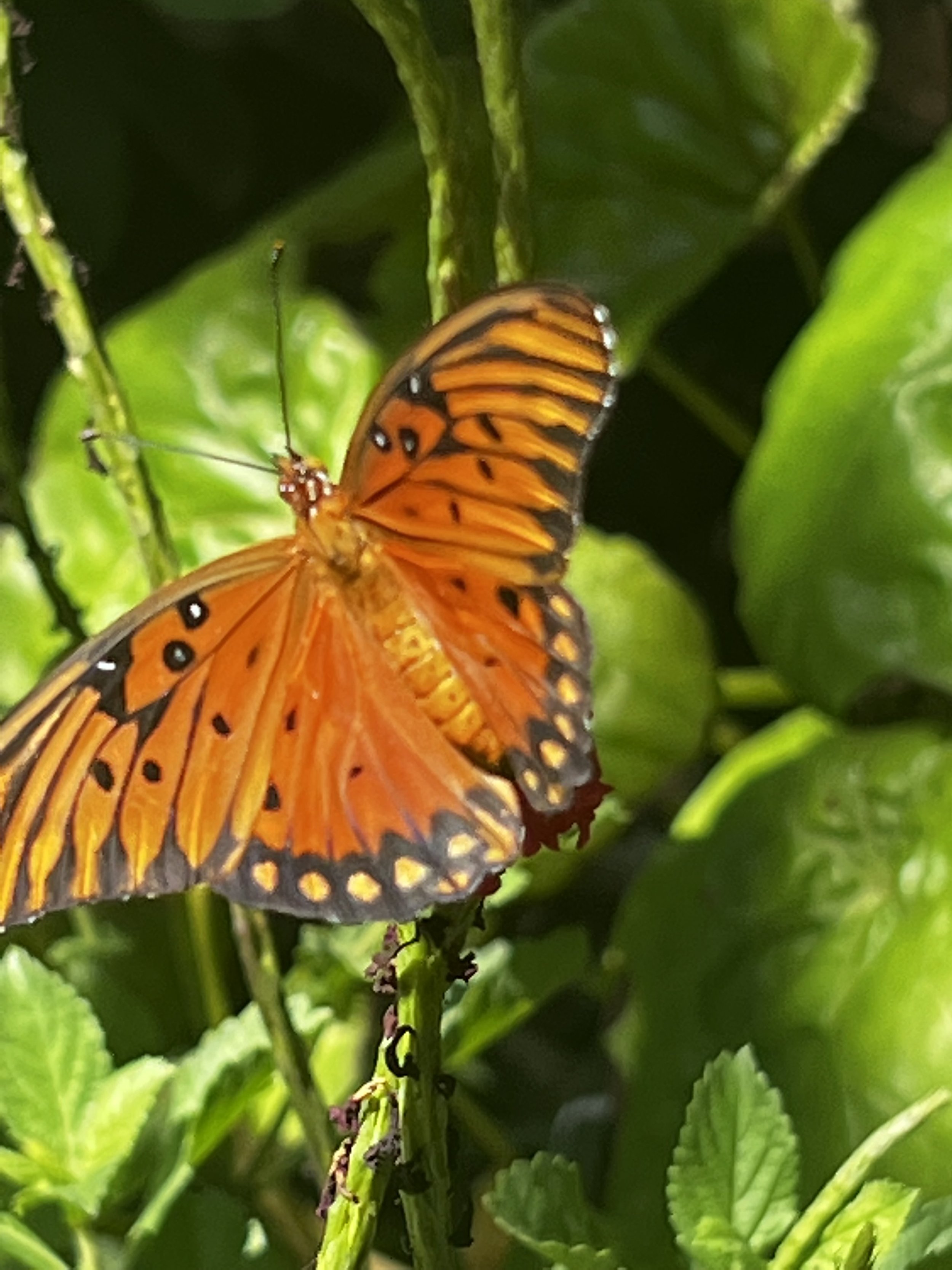 gulf coast fritillary + porter weed