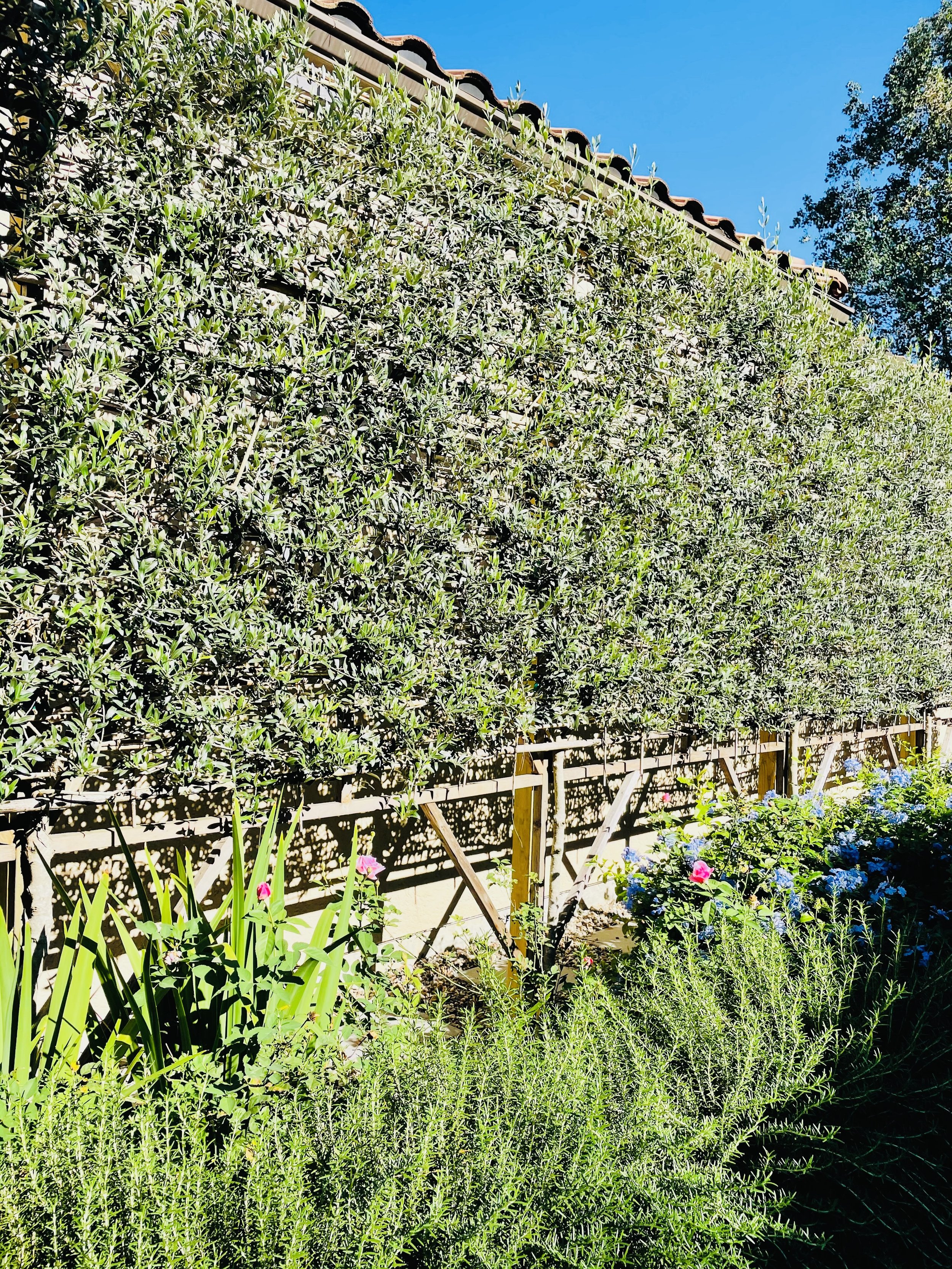 espaliered olive trees