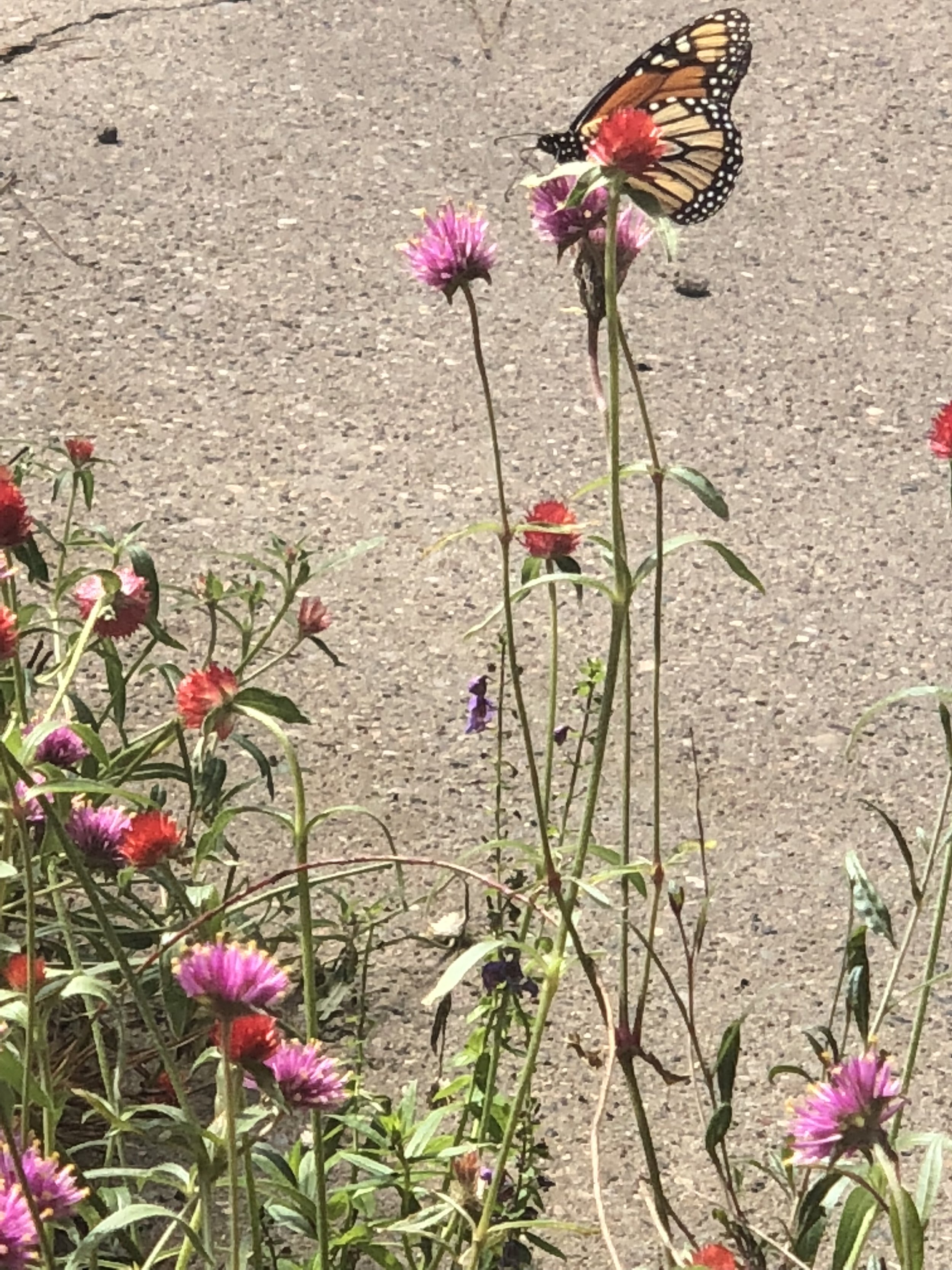 IMG_6286.jpeg