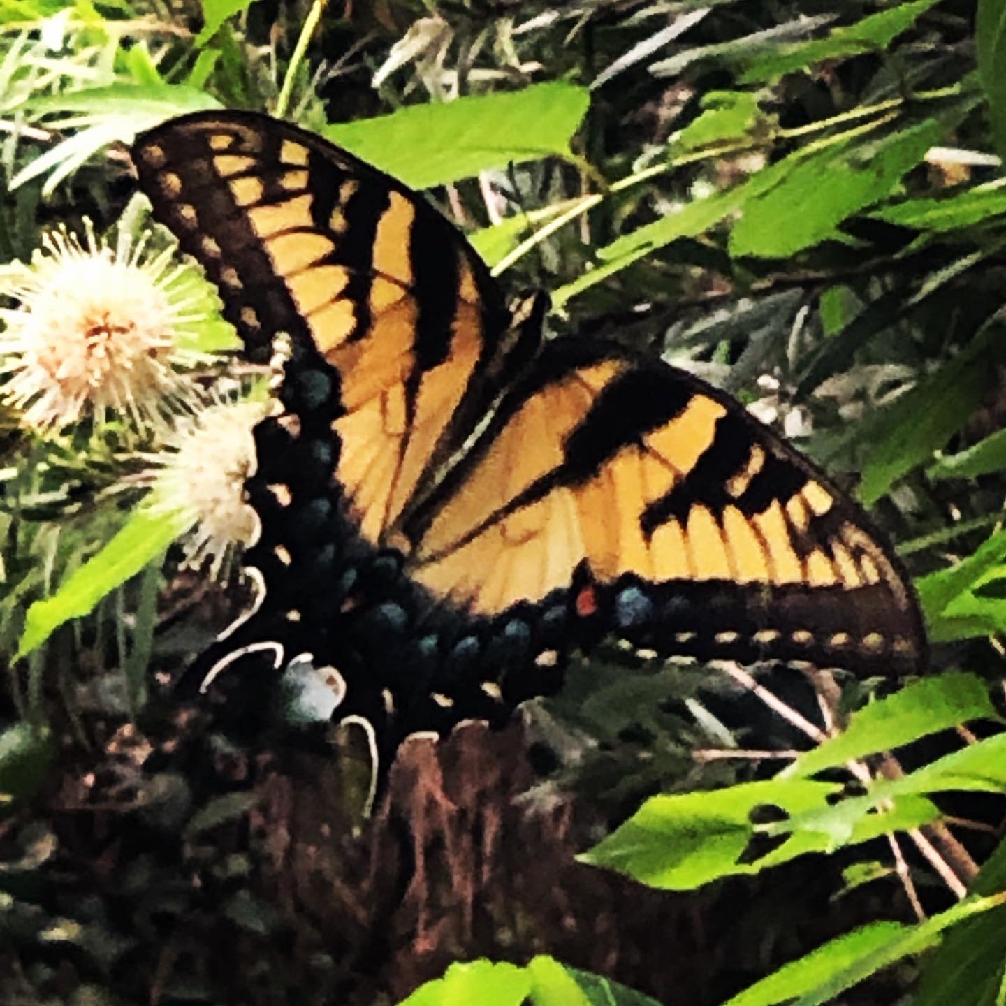 eastern swallowtail loves buttonbush too