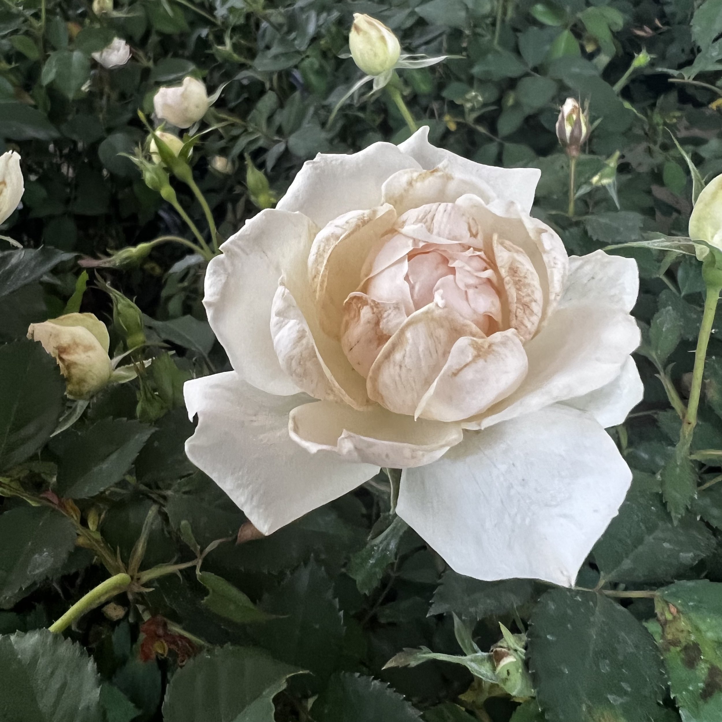 IMG_3561.jpeg