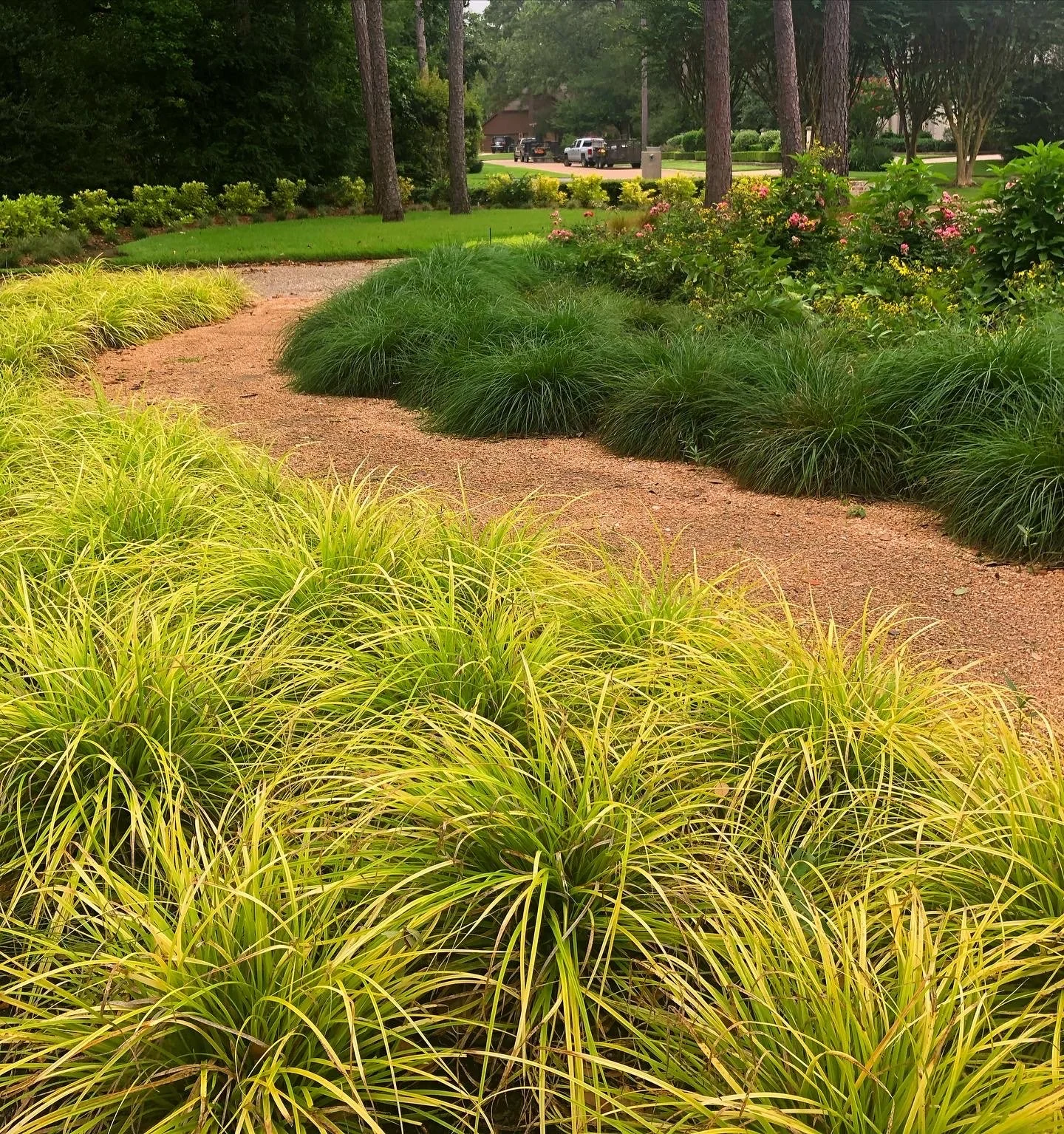 Transform your yard with a Curvy Gravel Pathway: Merrill’s Front Yard complete with curvy gravel pathway. This swirly walkway is lined with Texas native plants, sedges, and Earth-kind roses, creating a picturesque native landscape.