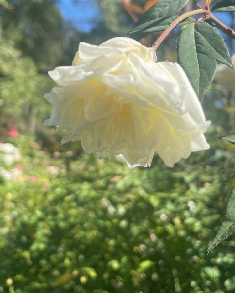 Ducher French antique china hybrid tea and loves Texas heat cold wind rain hurricane ice drought THE BEST