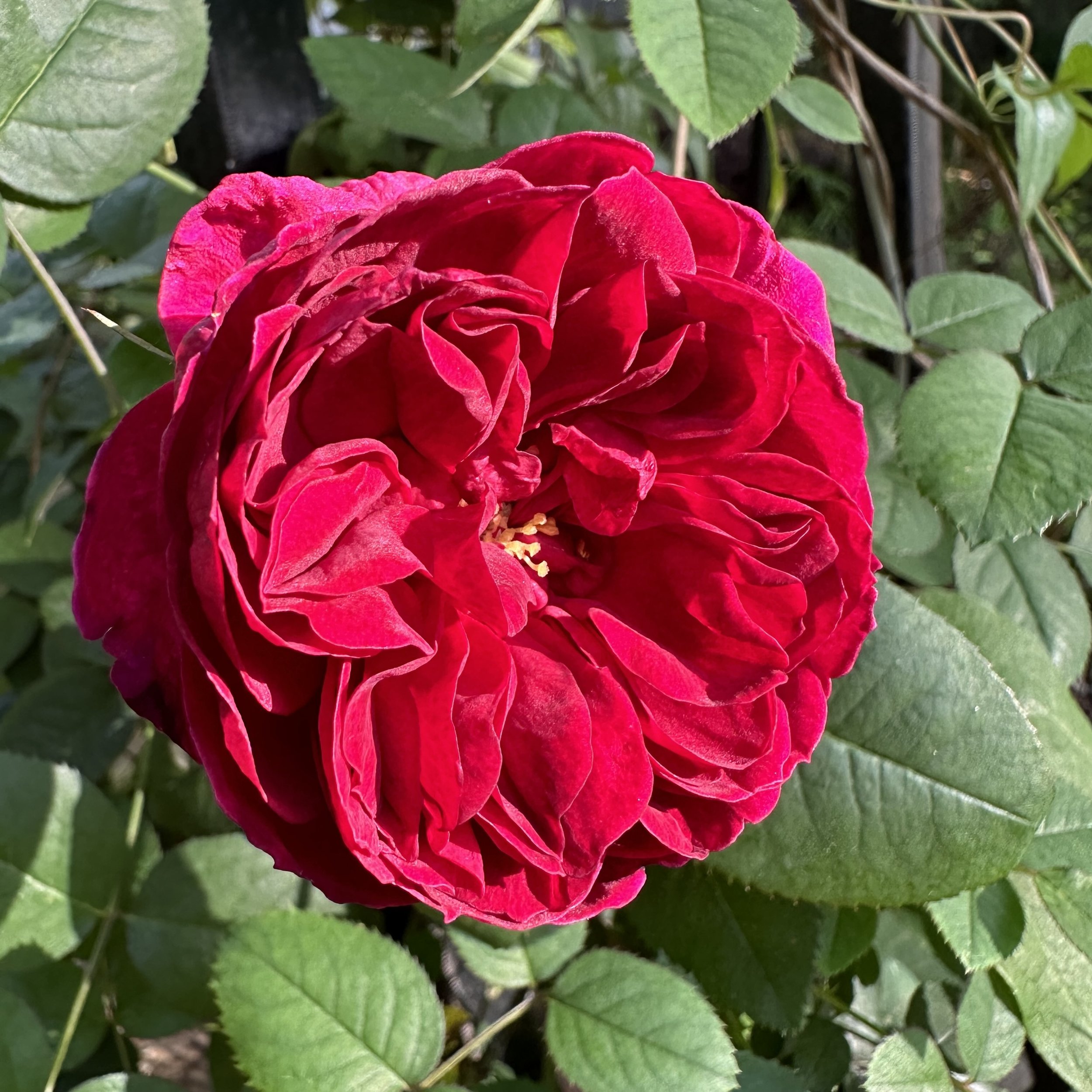 IMG_9169.jpeg