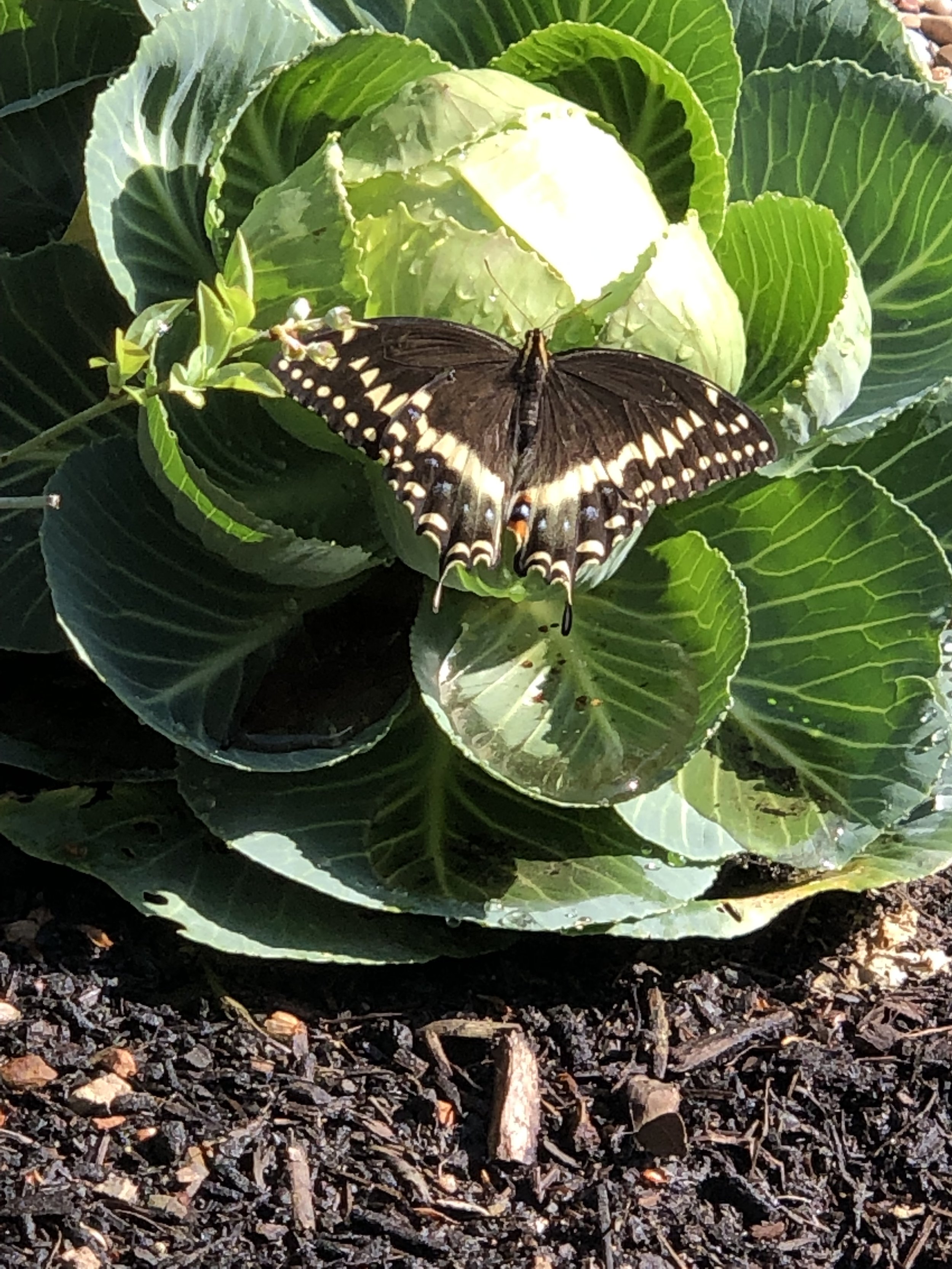 palamedes swallowtail + cabbage ball