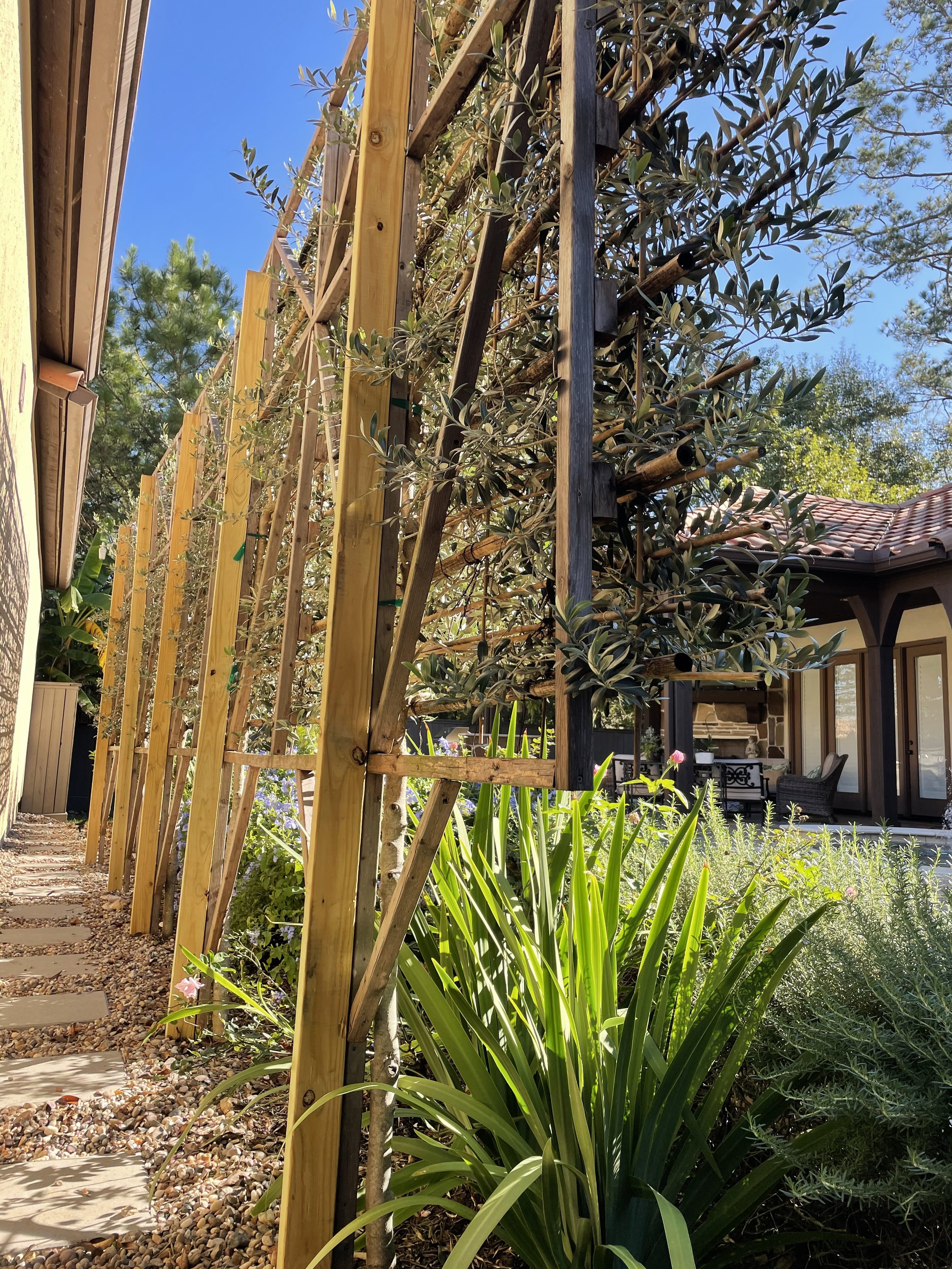espaliered olive trees