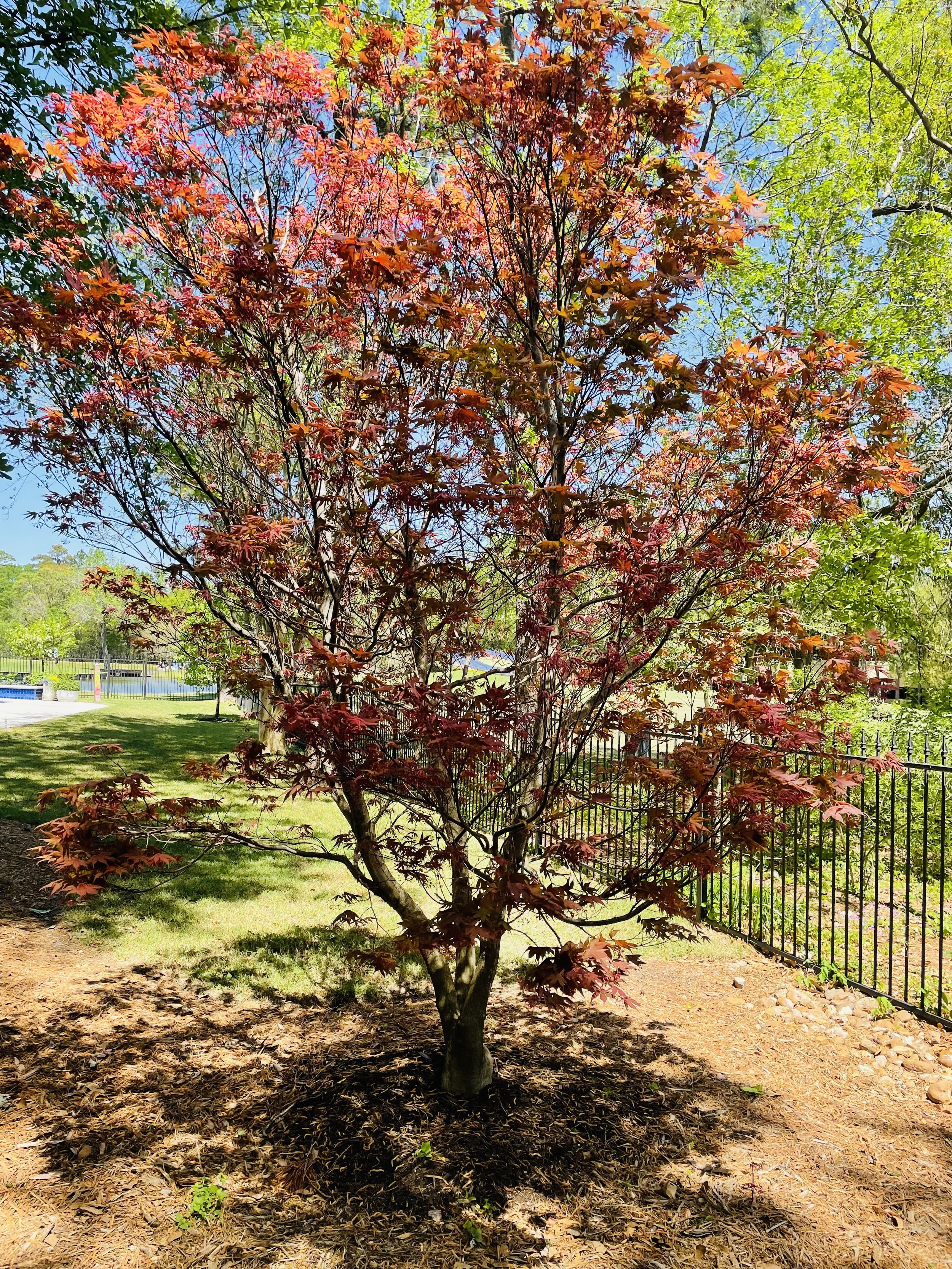 red emperor Japanese maple