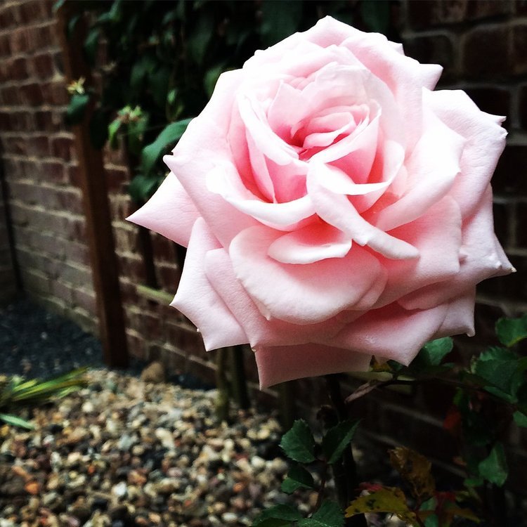 Belindas Dream she's a honey of a rose