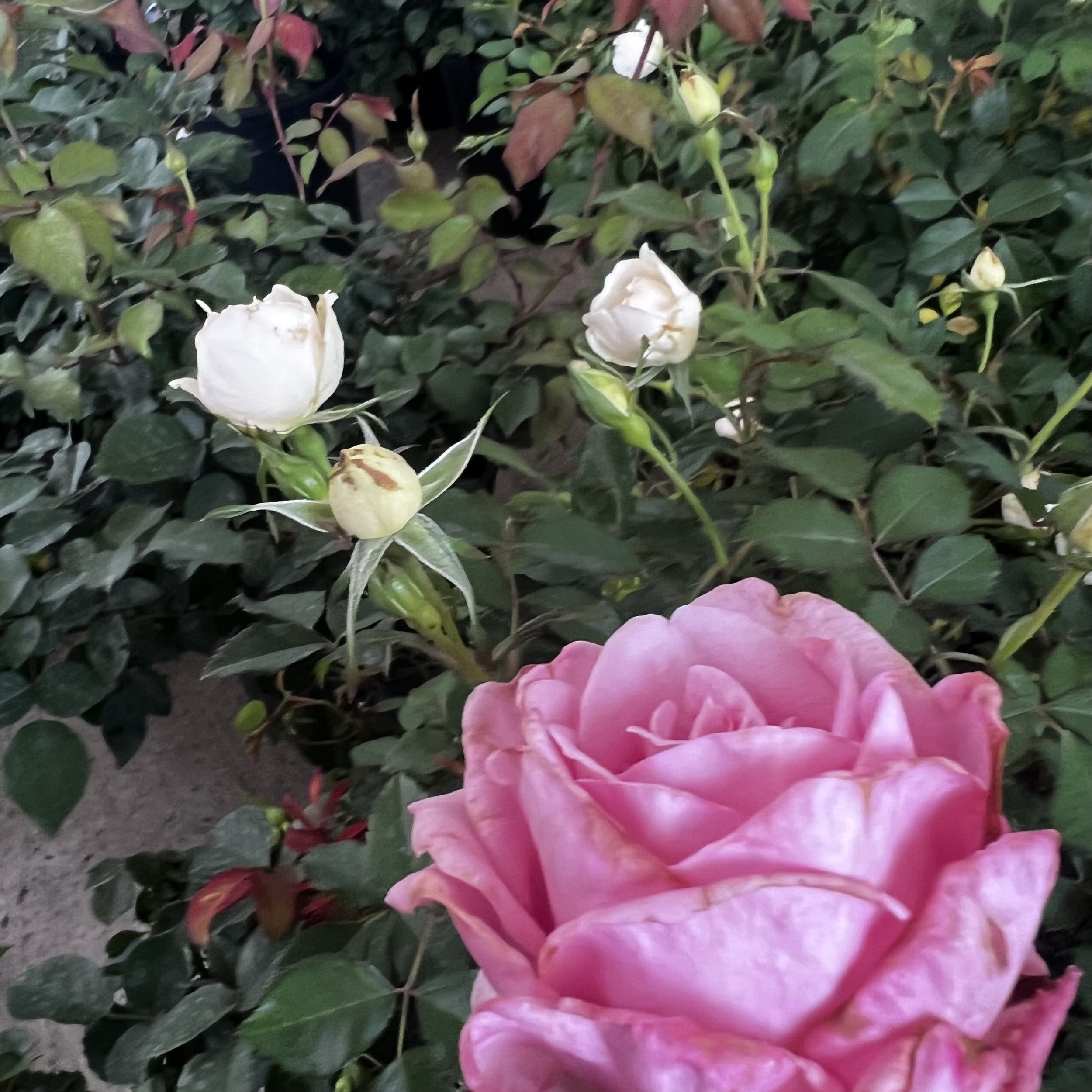 IMG_3558.jpeg