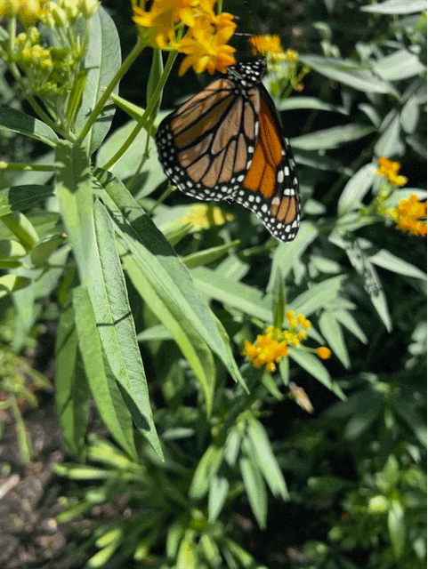 milk weed Asclepias tuberosa + monarch