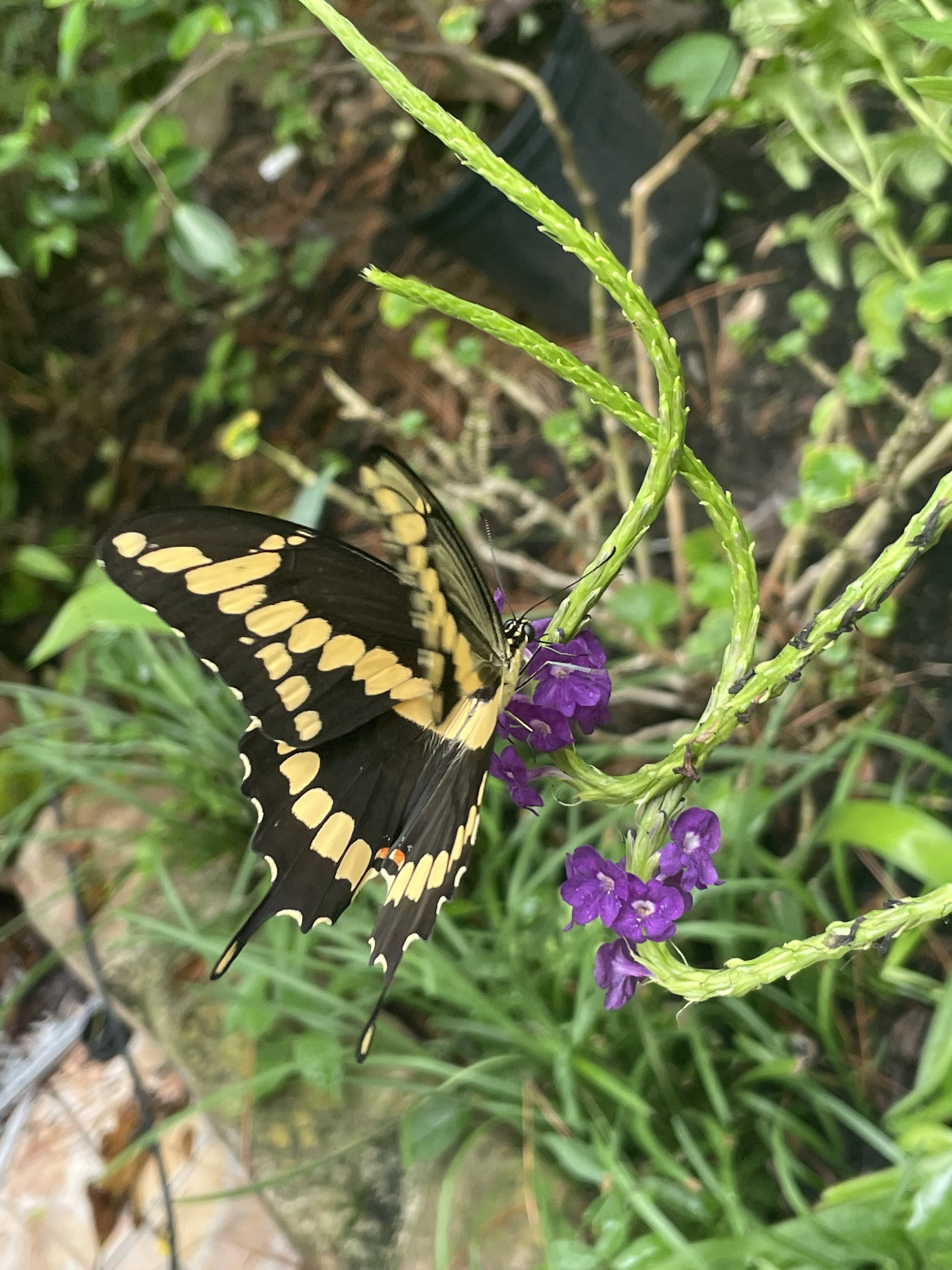 IMG_4309.jpeg