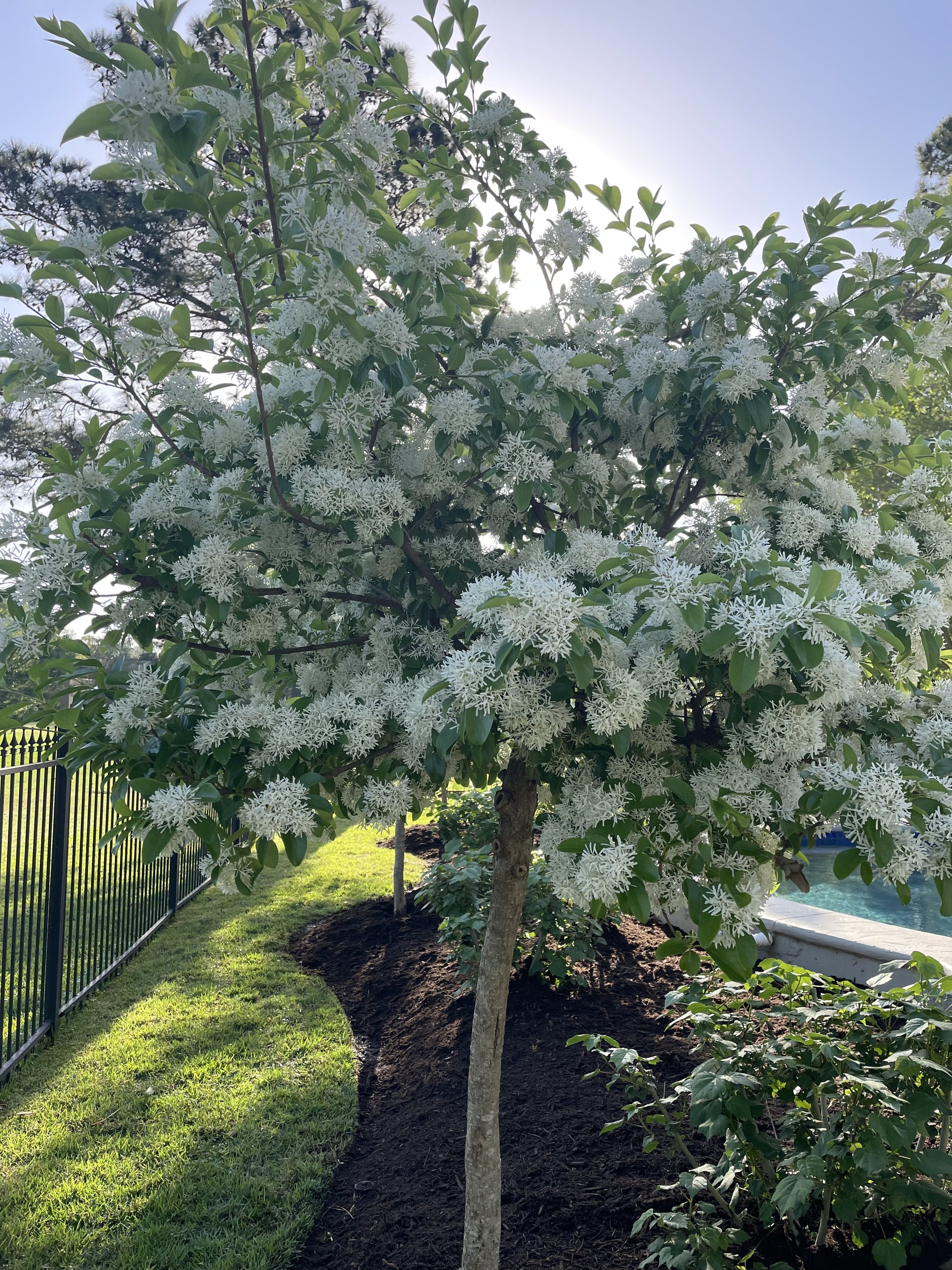 Chinese fringe tree Chionanthus retusus
