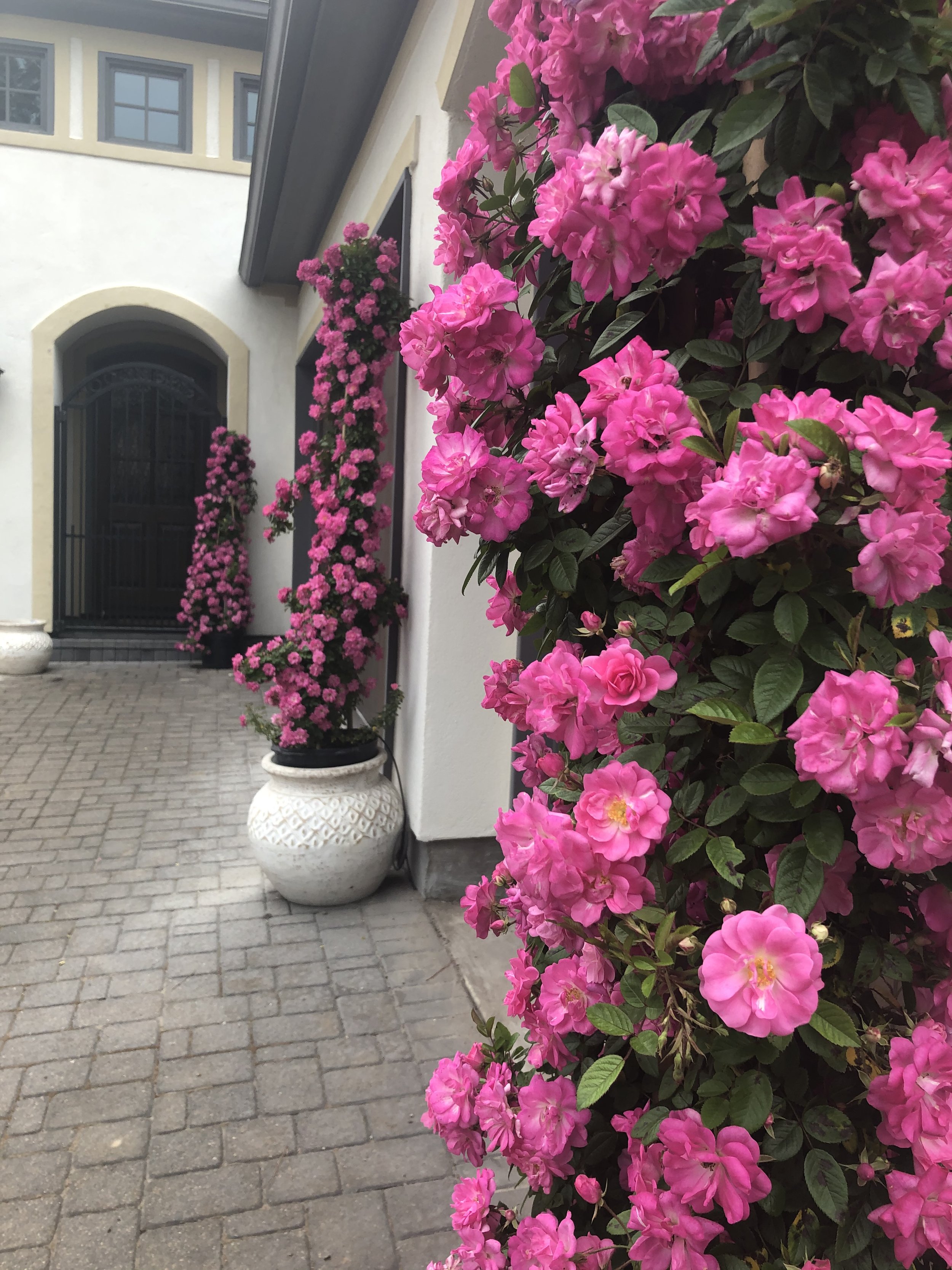 Peggy Martin climbing roses say no more