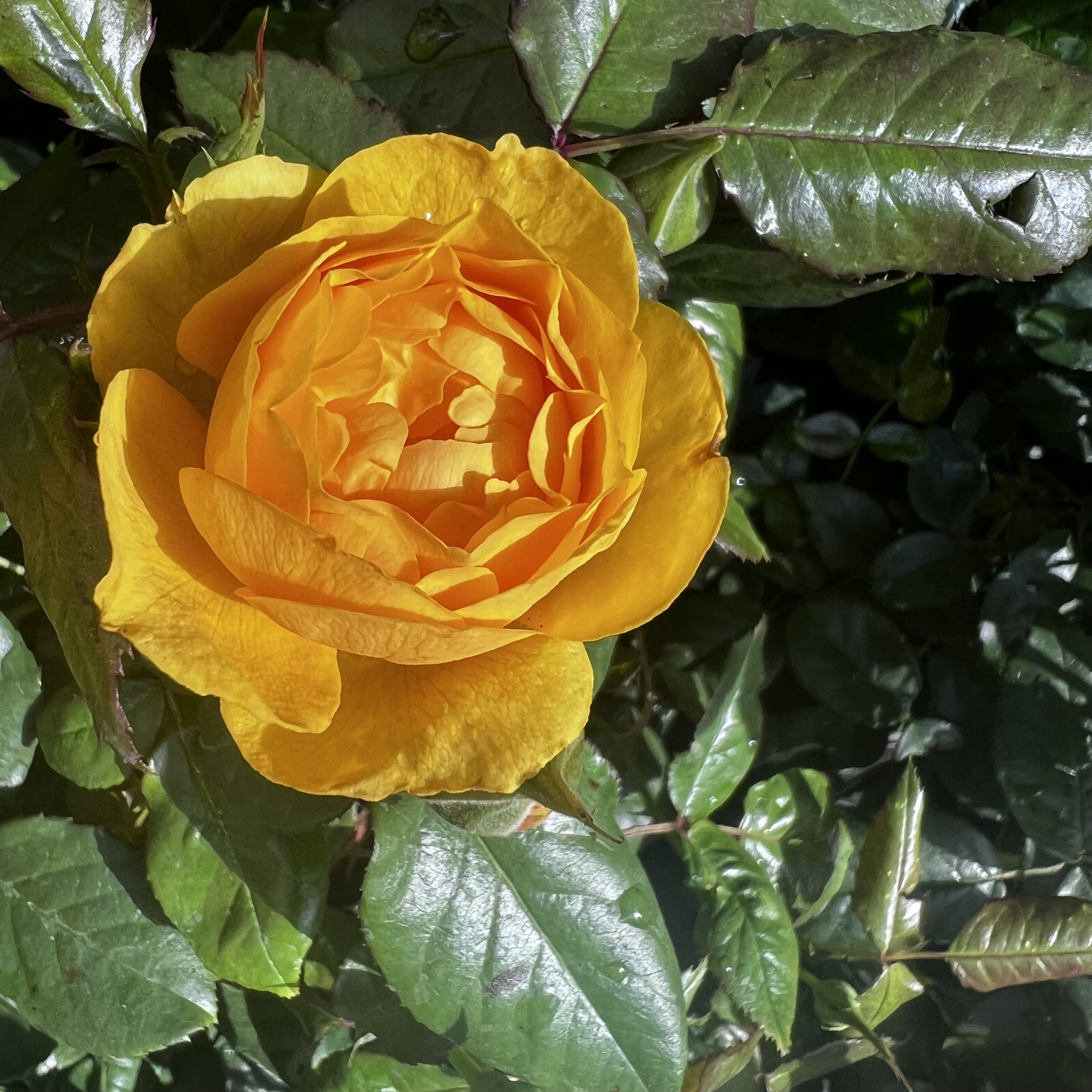 Julia Childs fluffy and yellow