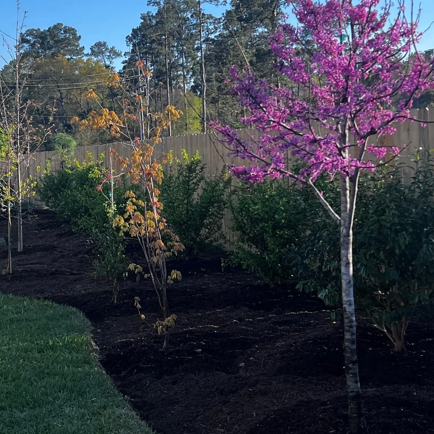 eastern red bud