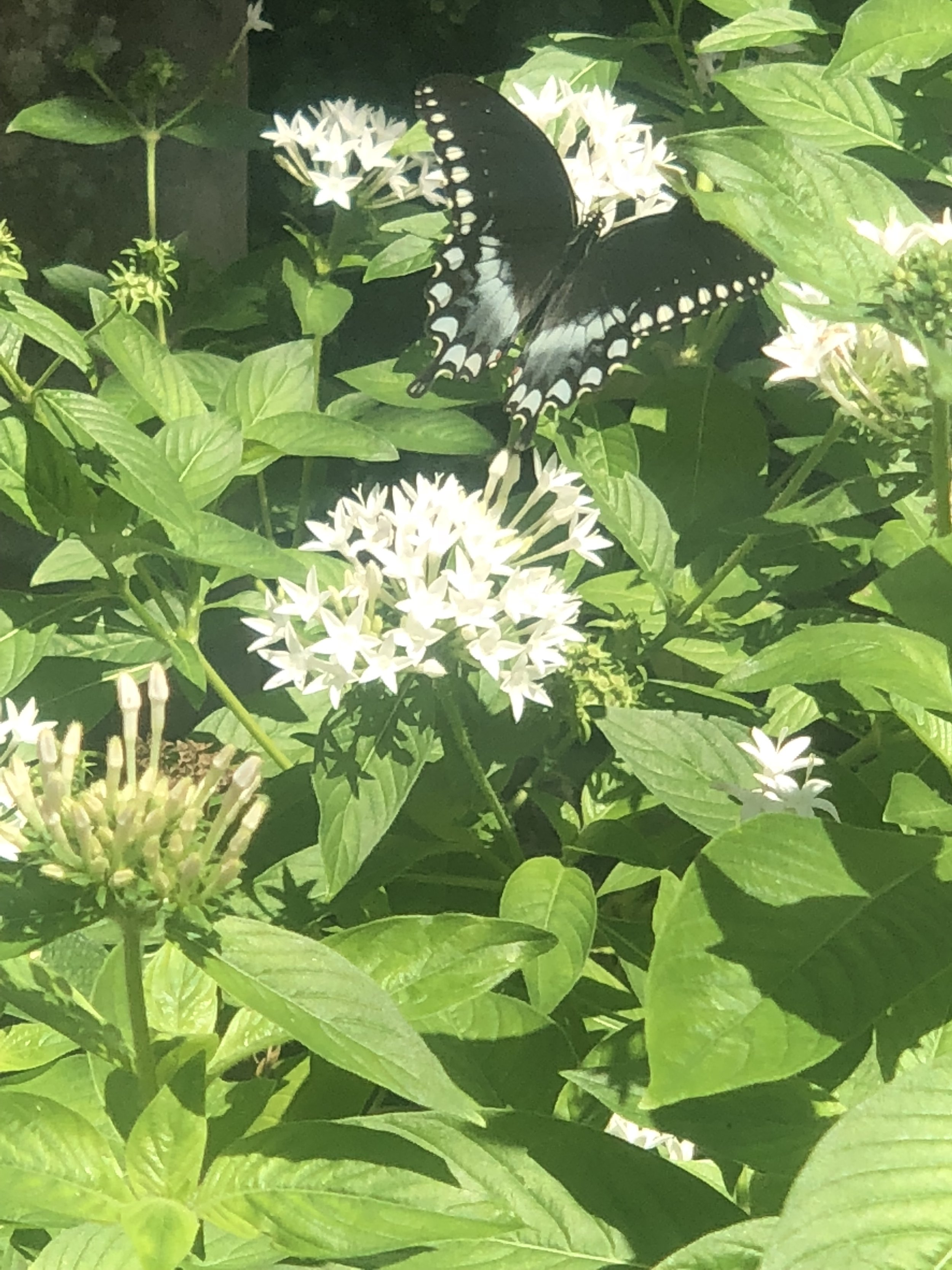 IMG_3732.jpeg