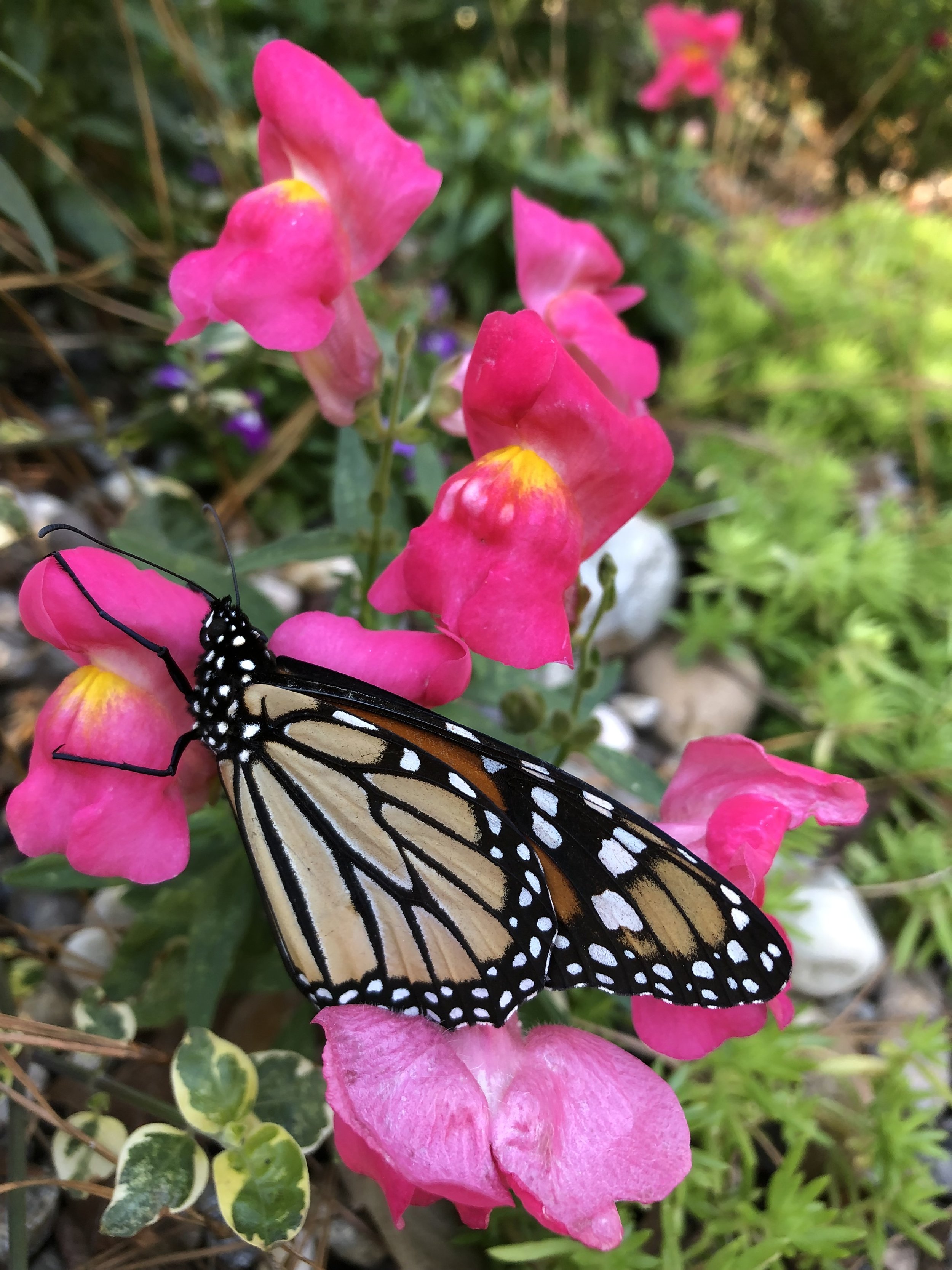 IMG_0453.jpeg