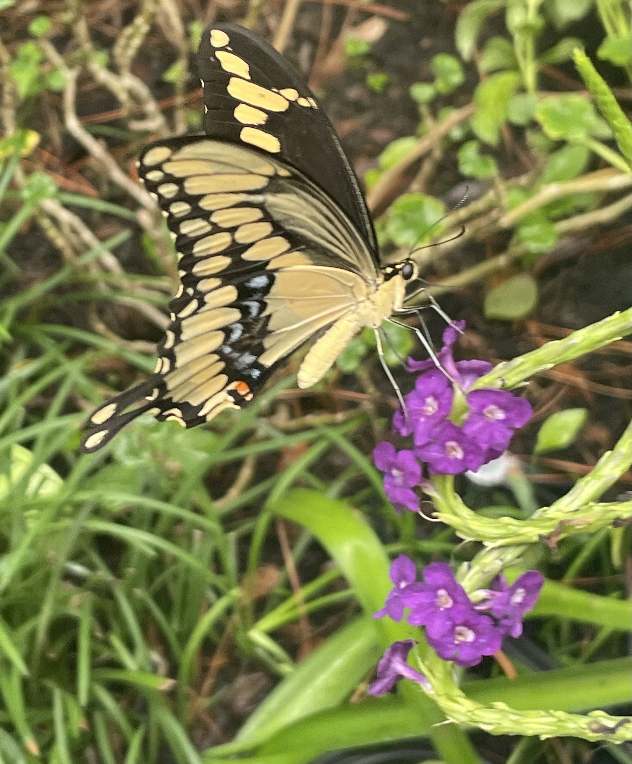 IMG_4316.jpeg
