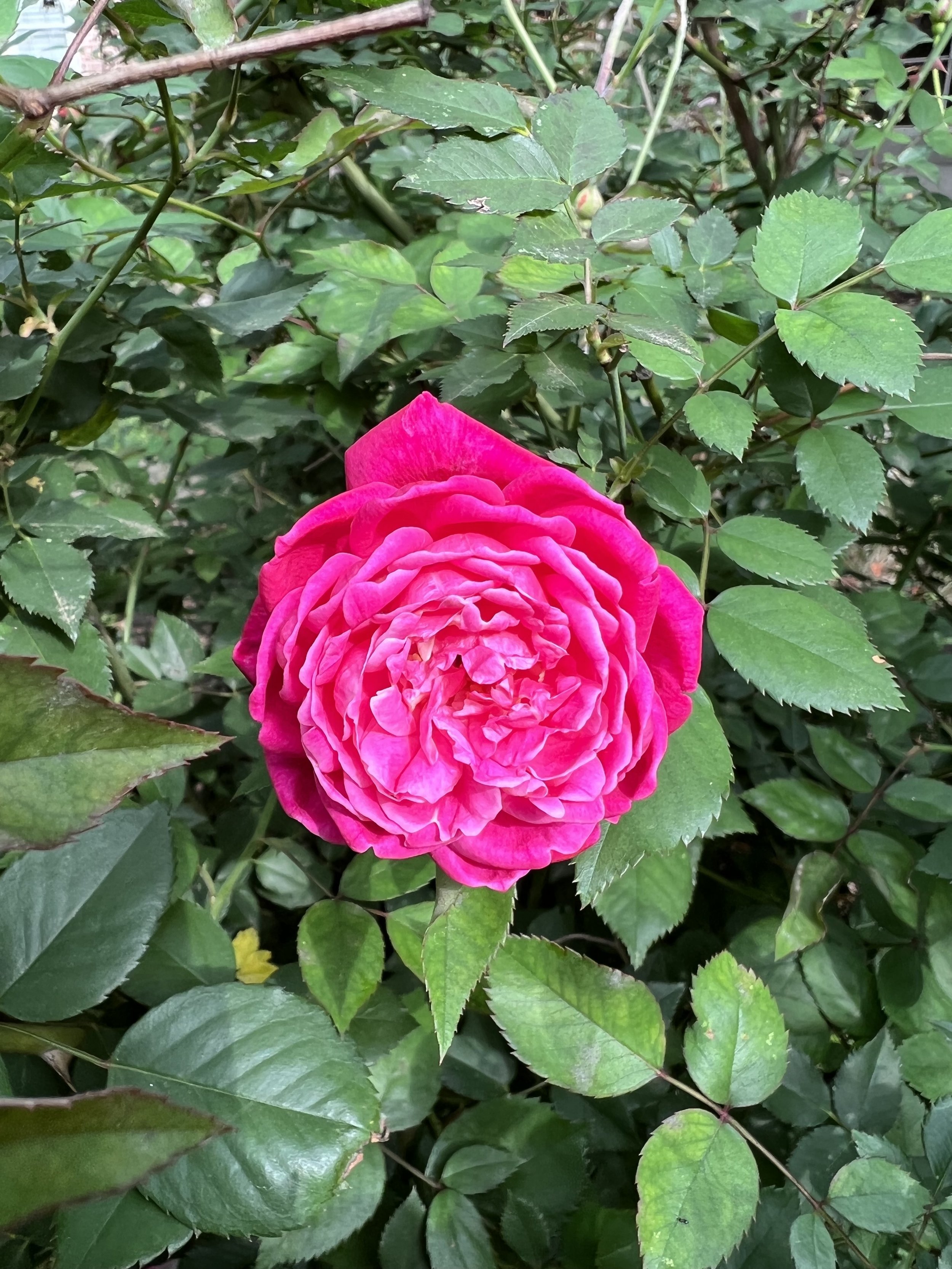 IMG_4770.jpeg