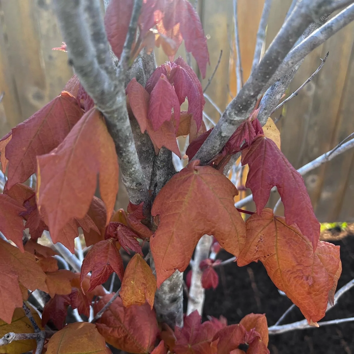 maple