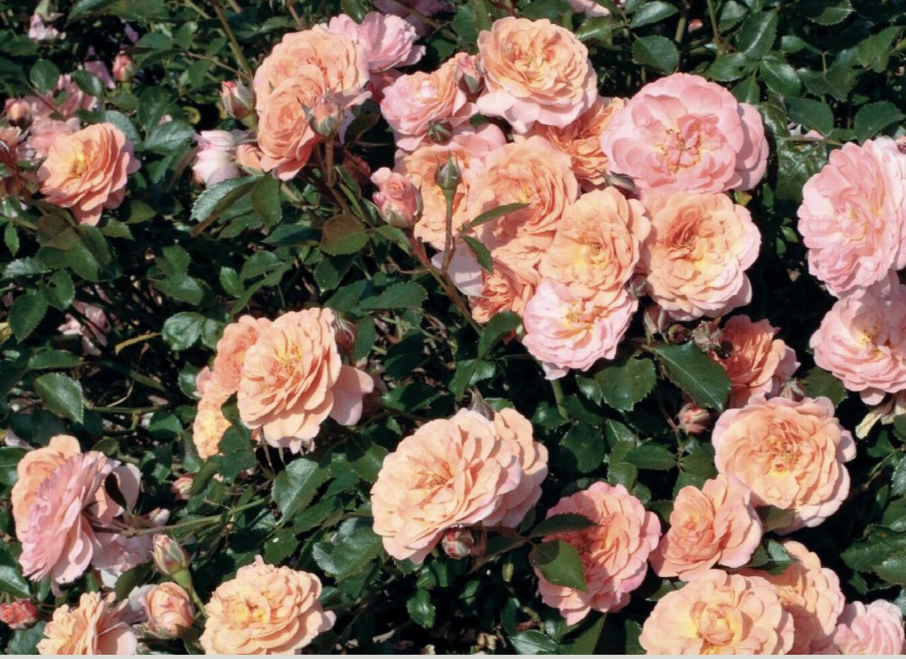 apricot drift