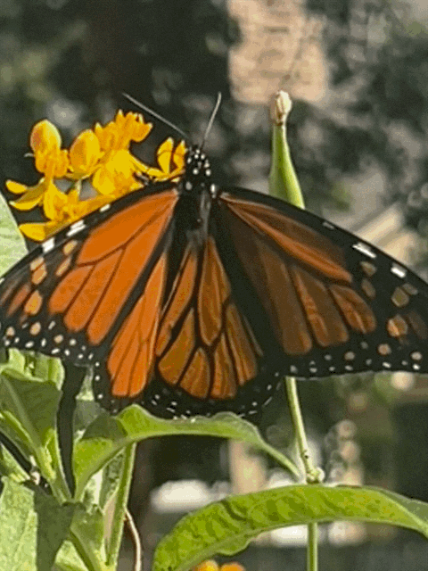 IMG_6583.gif