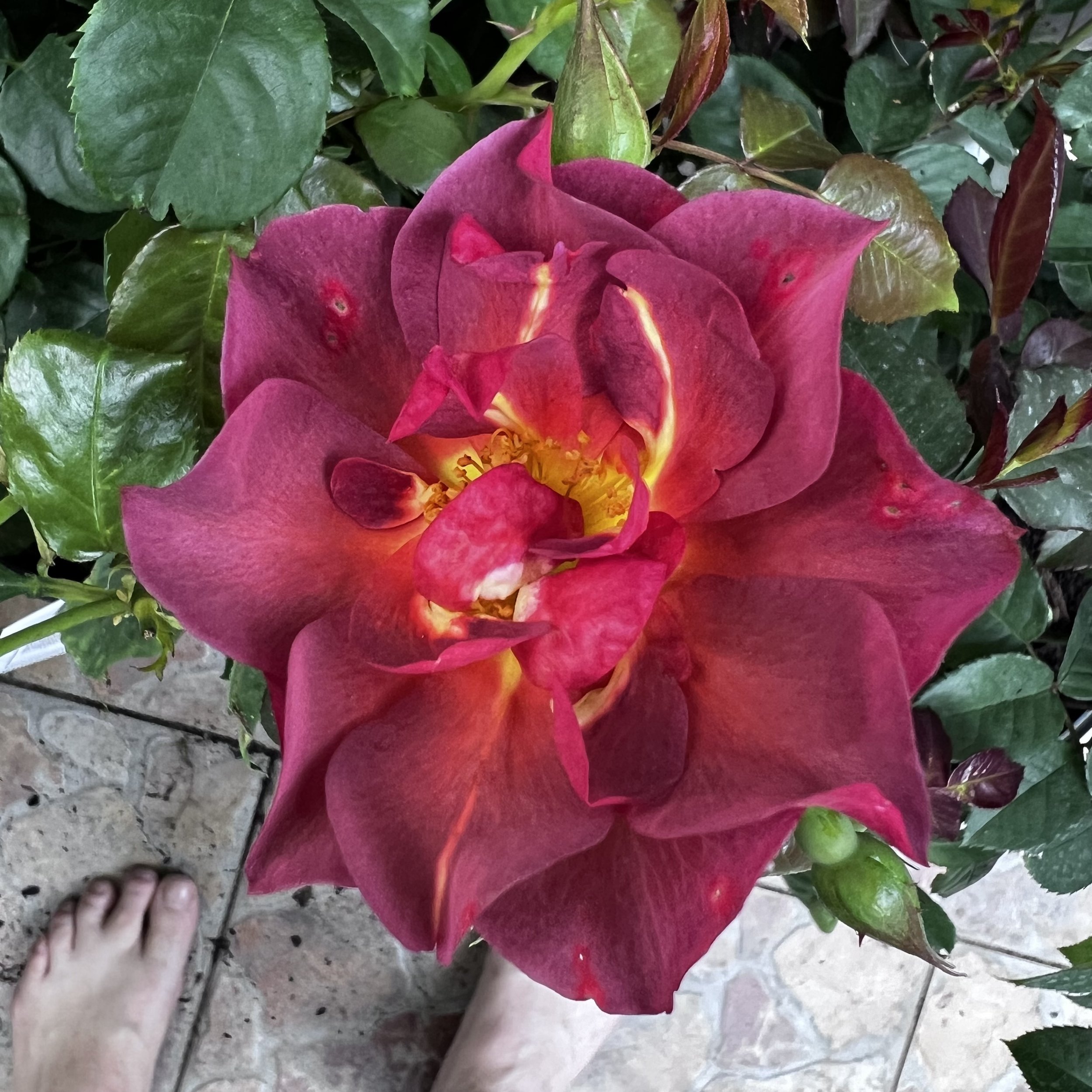 Cinco de Mayo tried and true floribunda blooms magnificently thru out the year with colors hailing from a Mexican sunset swoon