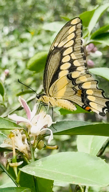 giant swallowtail loves their citrus