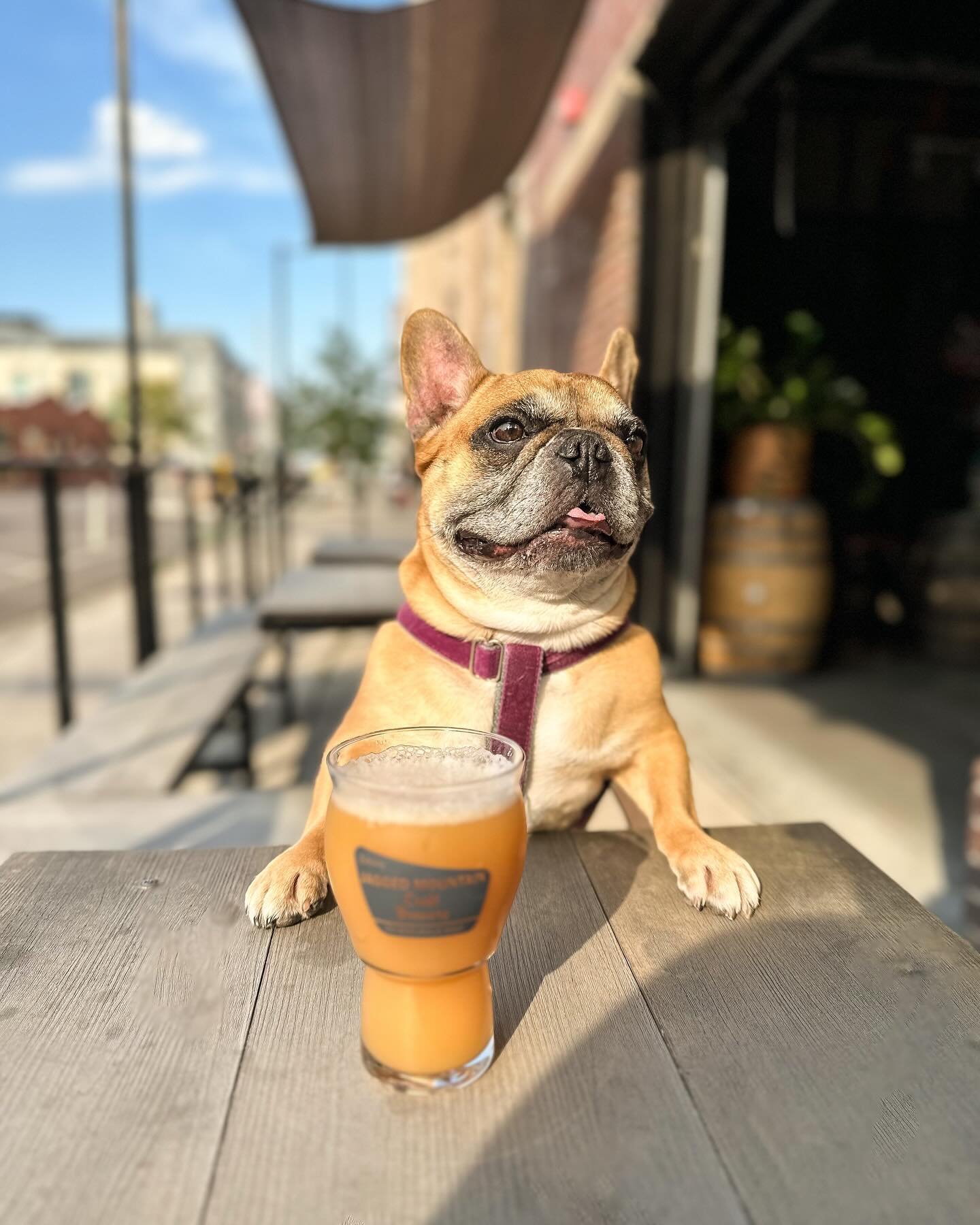 New Beer Release ⚡️
 
&ldquo;I Love you so Mochi&rdquo; Double Hazy IPA w/ prickly pear and plum. 
In honor of our brewers pup Mochi 🐶 

@lalalinks.denver will be popping up 5-9pm 
Hooking up the permanent jewelry! 

@sanguchito_colorado will be out