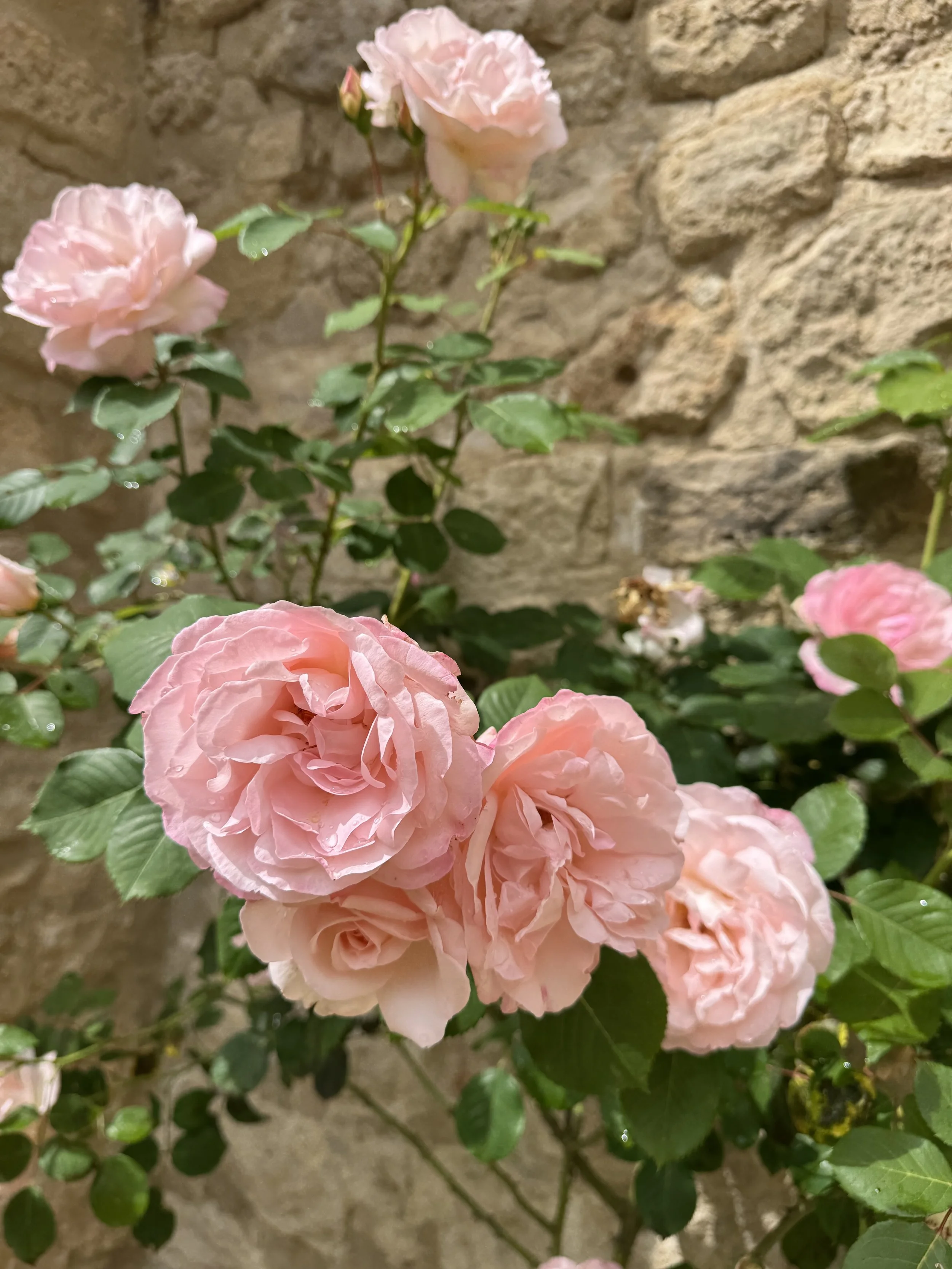 Rose roses Conil.jpg