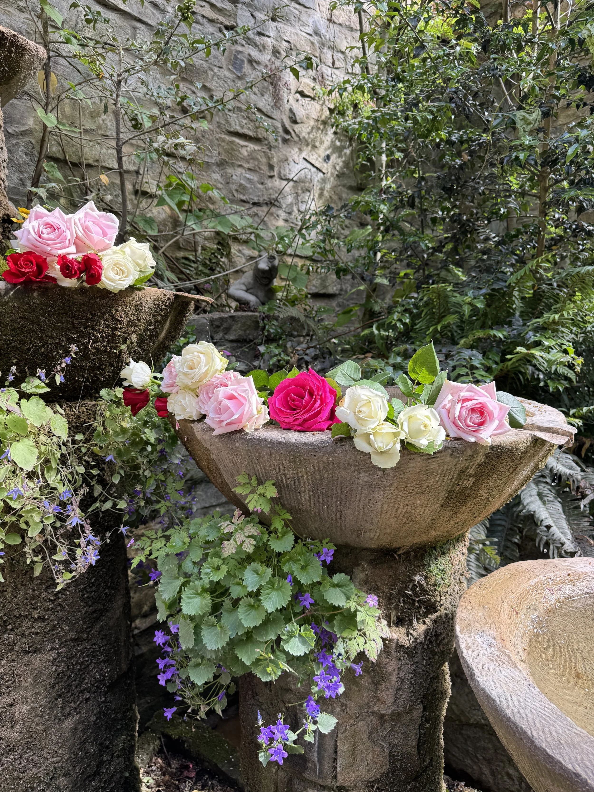 Roses Glastonbury.jpg