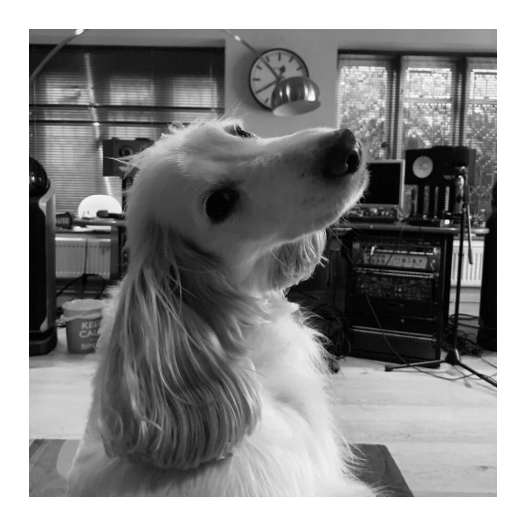This little pup sat through the making of 72 songs last year (I like to think he&rsquo;s secretly a musical genuis) This year we hit 100 🤛🏼🐶
-
-
-
-
-
#songwriter #creativesofinstagram #writer #music #brighton #selfie #mirror #mac #christmas #fest
