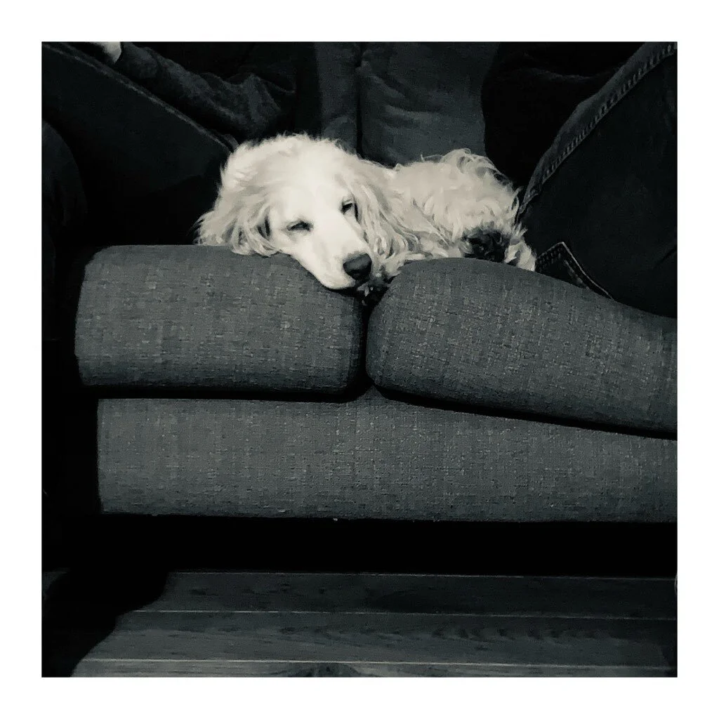 These ears are crucial to the track proofing panel -
-
-
-
#songwriter #creativesofinstagram #writer #music #brighton #recordingstudio #puppy #originalsong #video  #instapic #musicscene #womeninmusic #musician #songwriting #live #publishing #2021 #st