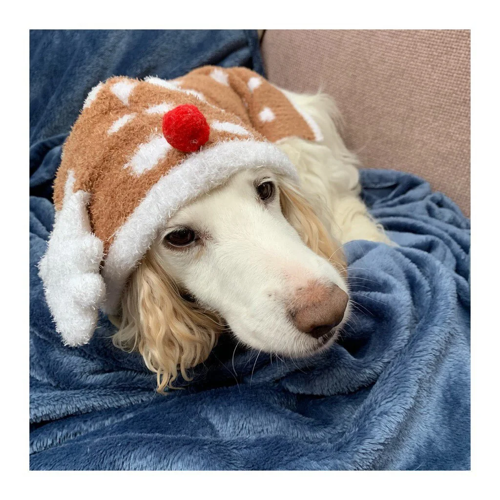 my little studio buddy 🐶
-
-
-
-
#dog #hector #cockapoo #dogsofinstagram #songwriter #songwriterlife #musicianslife #studio #recordingstudio #cute #pupsofinstagram #puppy #writing #womeninmusic #musicscene #brighton #worthing #love #instapic