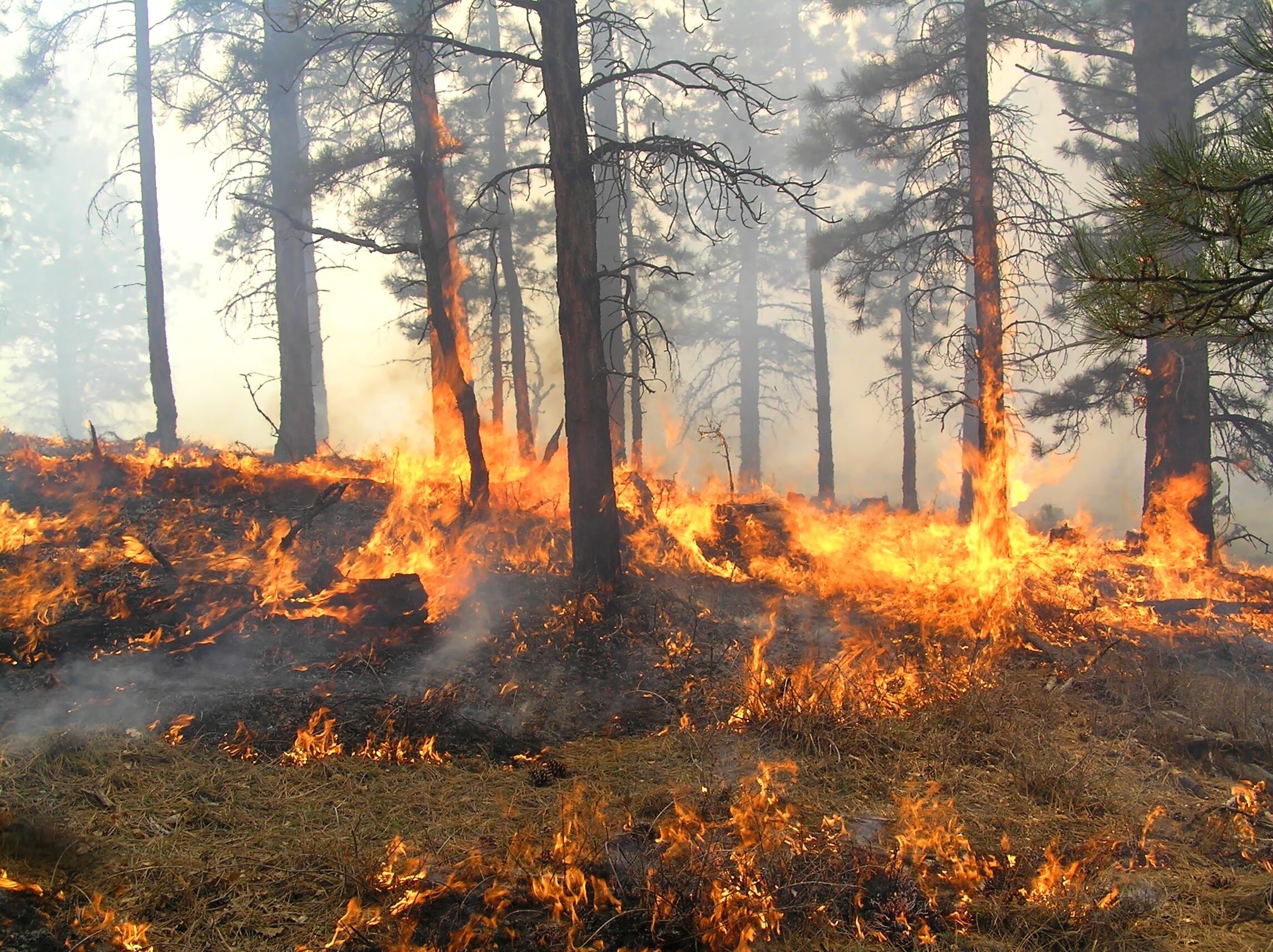 Человек вмешивается в природу. Пожар в лесу. Лес в огне. Природа лесных пожаров. Поджог леса.