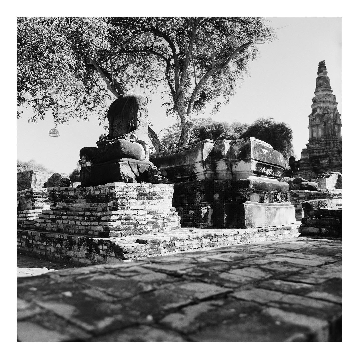 #keepfilmalive&nbsp;#filmfeed #mamiyac220f  #analoguevibes&nbsp;#analogfeatures&nbsp;#analogphotography #analogblog #6x6film #mediumformat #blackandwhite #cinestill120 #cinestillxx #cinestillbwxx #thailand #ayuttaya