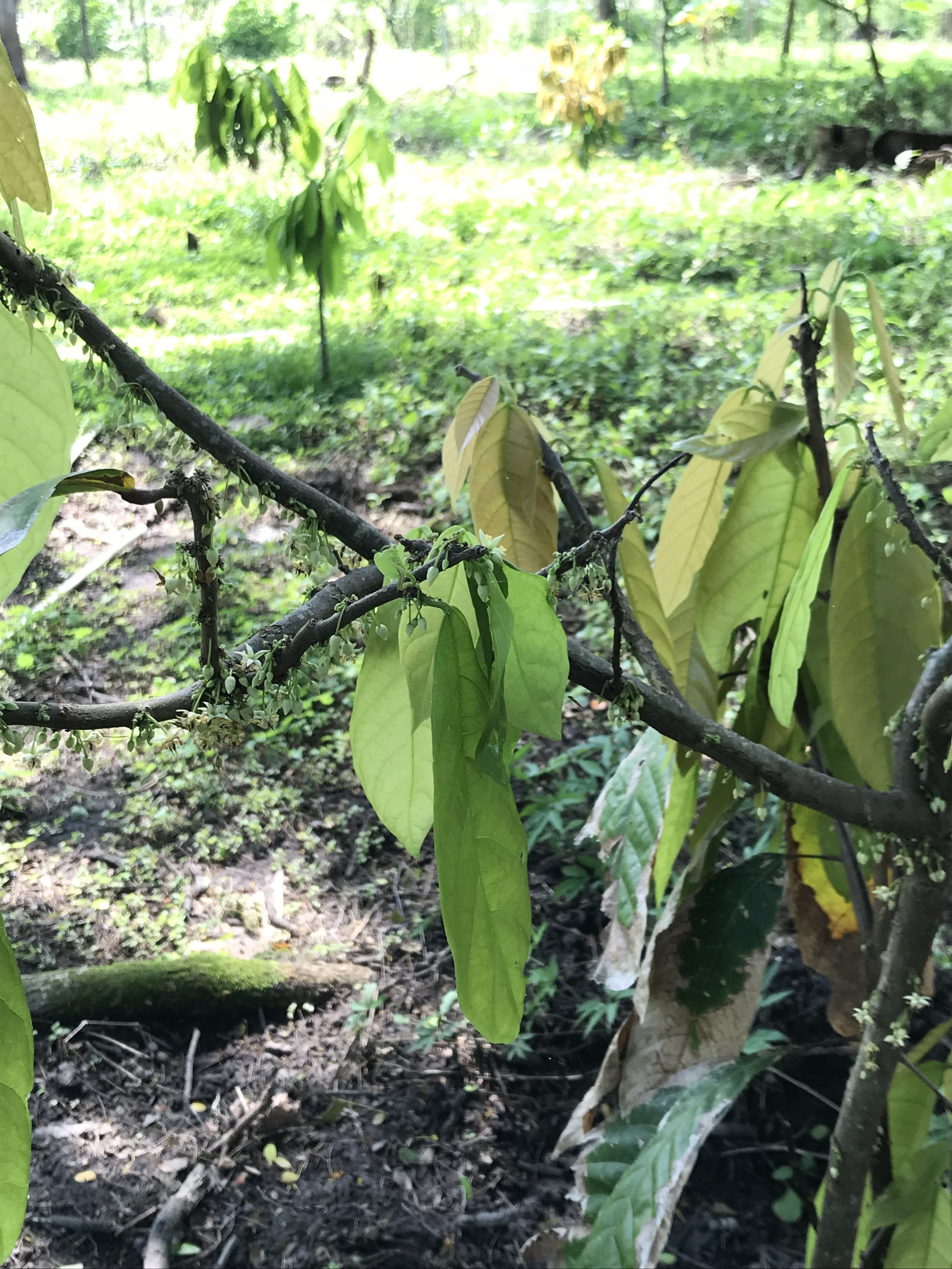 Cacao flowers in bloom