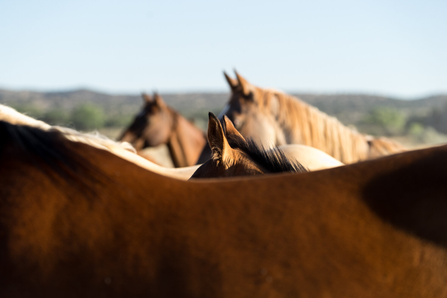 11_20160721-Santa Fe NM-_DSC4811.jpg