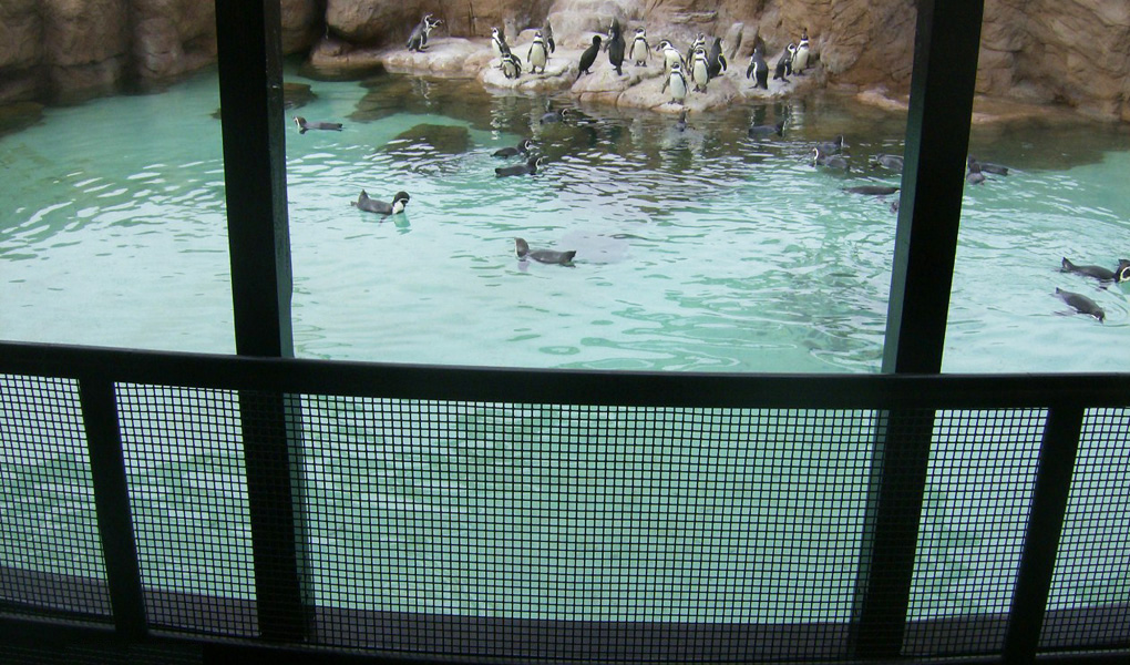 HumboldtPenguin- 1.jpg