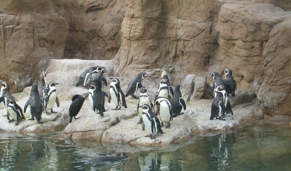 HumboldtPenguin- 6.jpg