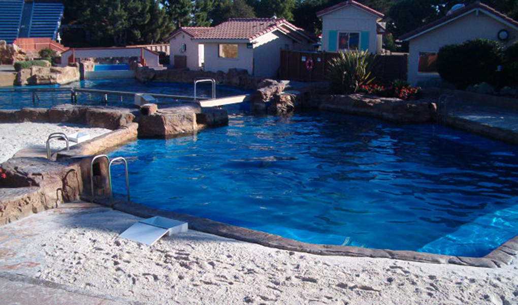 dolphin interaction_2.jpg