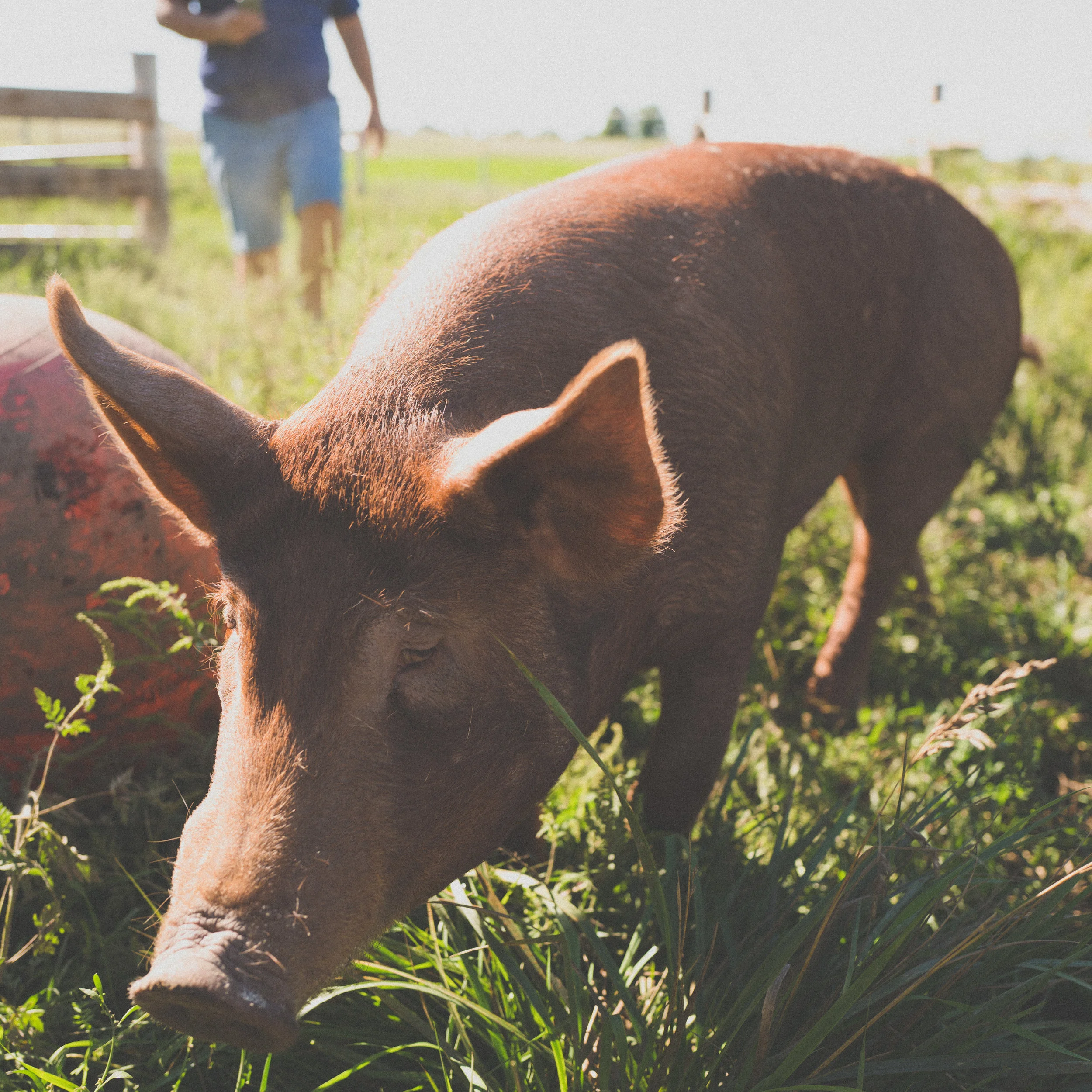 Linton Pasture Pork A small farrow to finish family run farm located in Walton, Ontario. A niche market pork producer who believes in humane and sustainable production. That being said, these pasture pigs are raised outdoors between Spring and Fall and during the Winter season they are raised in an old fashioned bank barn with an outdoor option.