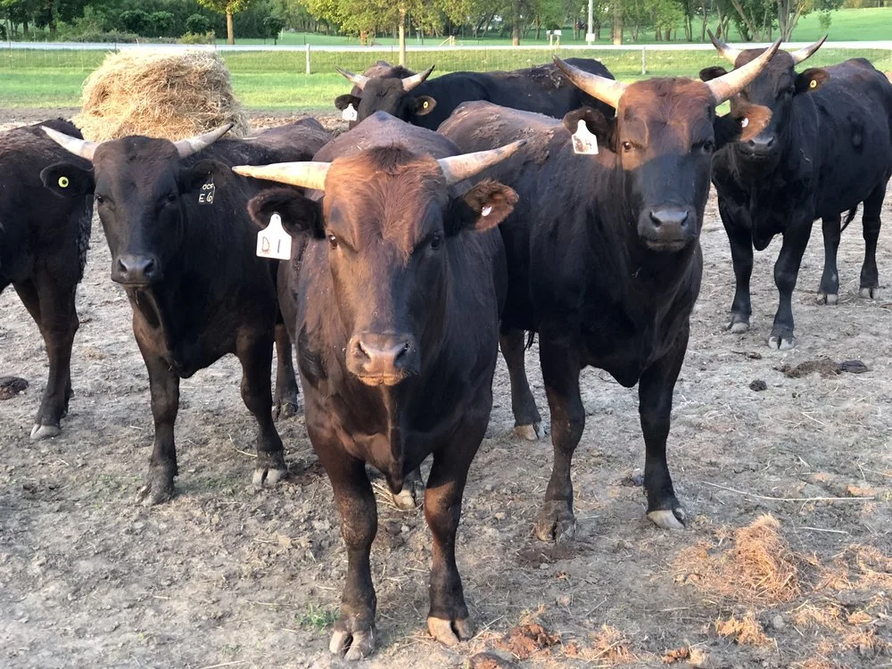 Otter Creek Farms - Ontario Wagyu Otter Creek Farms raise the very highest quality Wagyu beef to satisfy the discerning palate. All of their breeding stock can be traced back to Japan, home of the Wagyu breed. Innovative scientific tools are used to identify and select optimal traits in the breeding stock producing beef that grades well beyond ‘prime’. The cattle are raised on the family farm in Kingston, Ontario