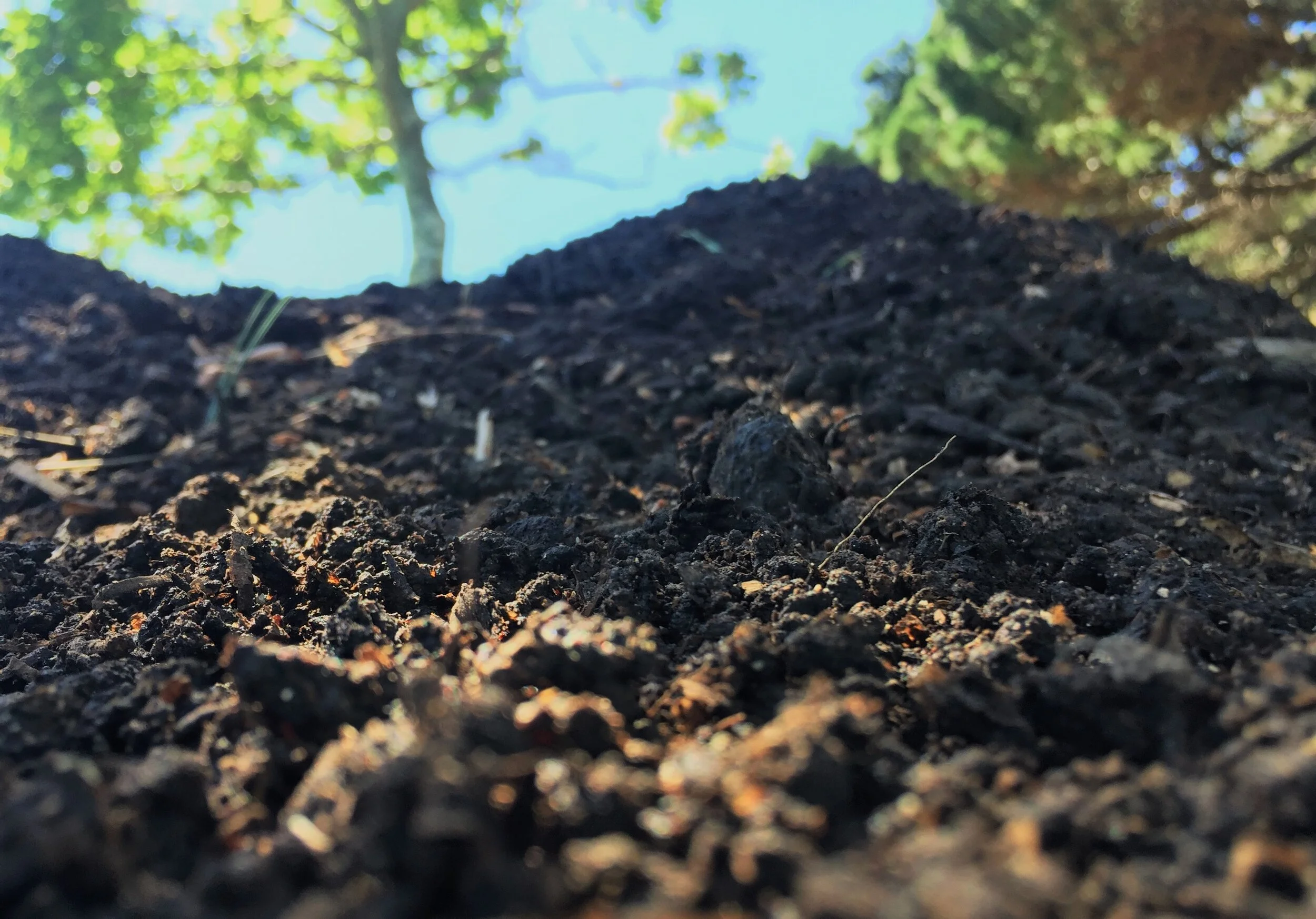 compost 3rd batch 2 (1).JPG