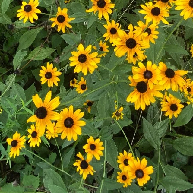 Black-eyed Susan