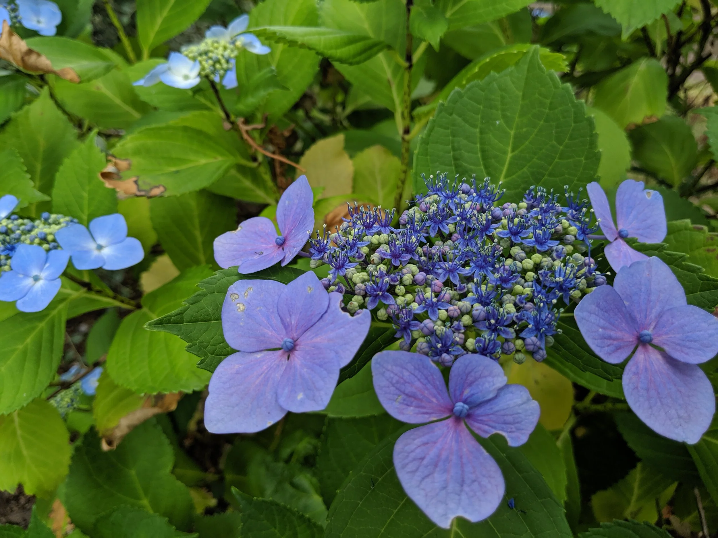 IMG_20190703_154806.jpg