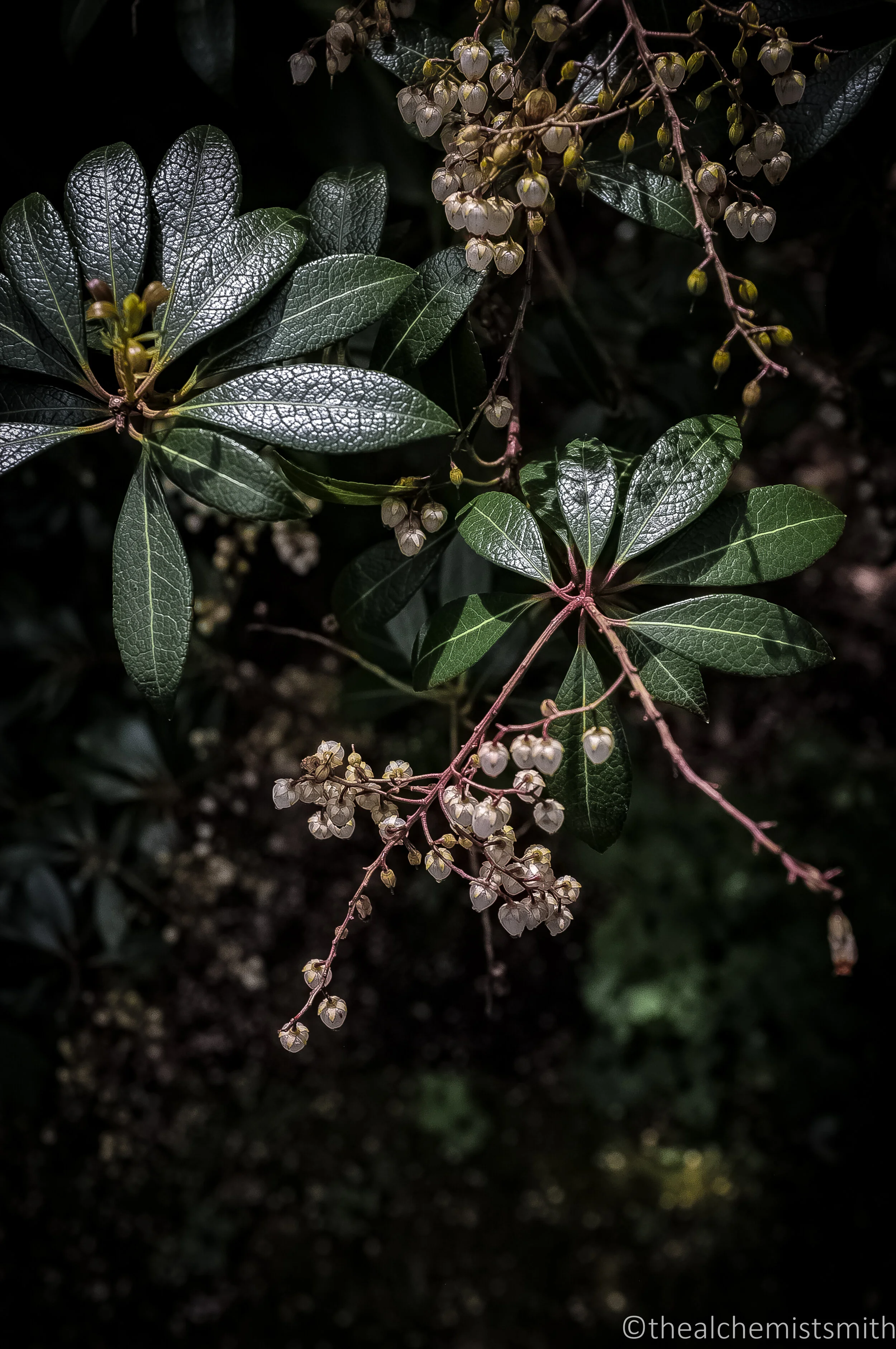 Leura edits_low res-58.jpg
