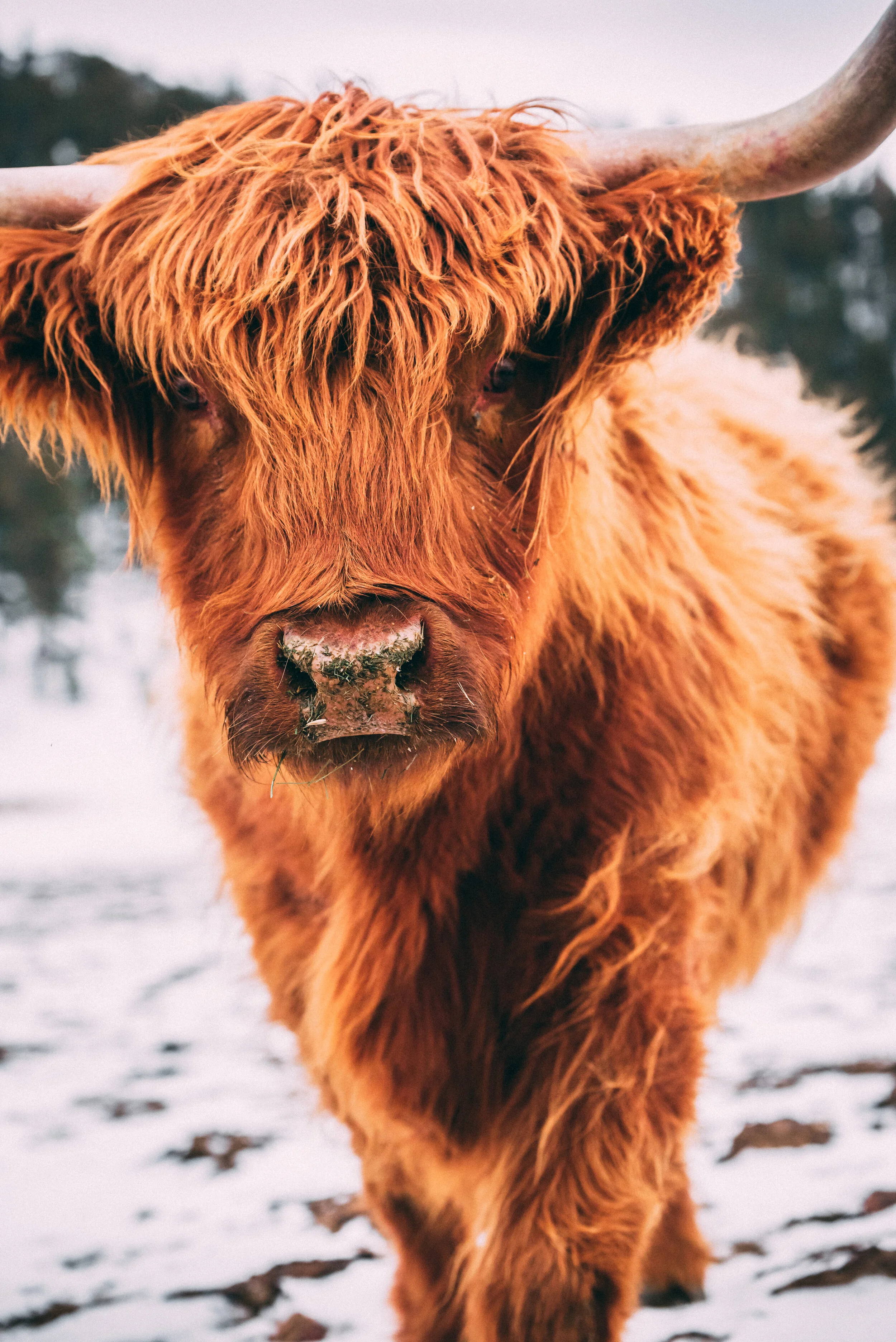 Highland - 2019 MetalPrint