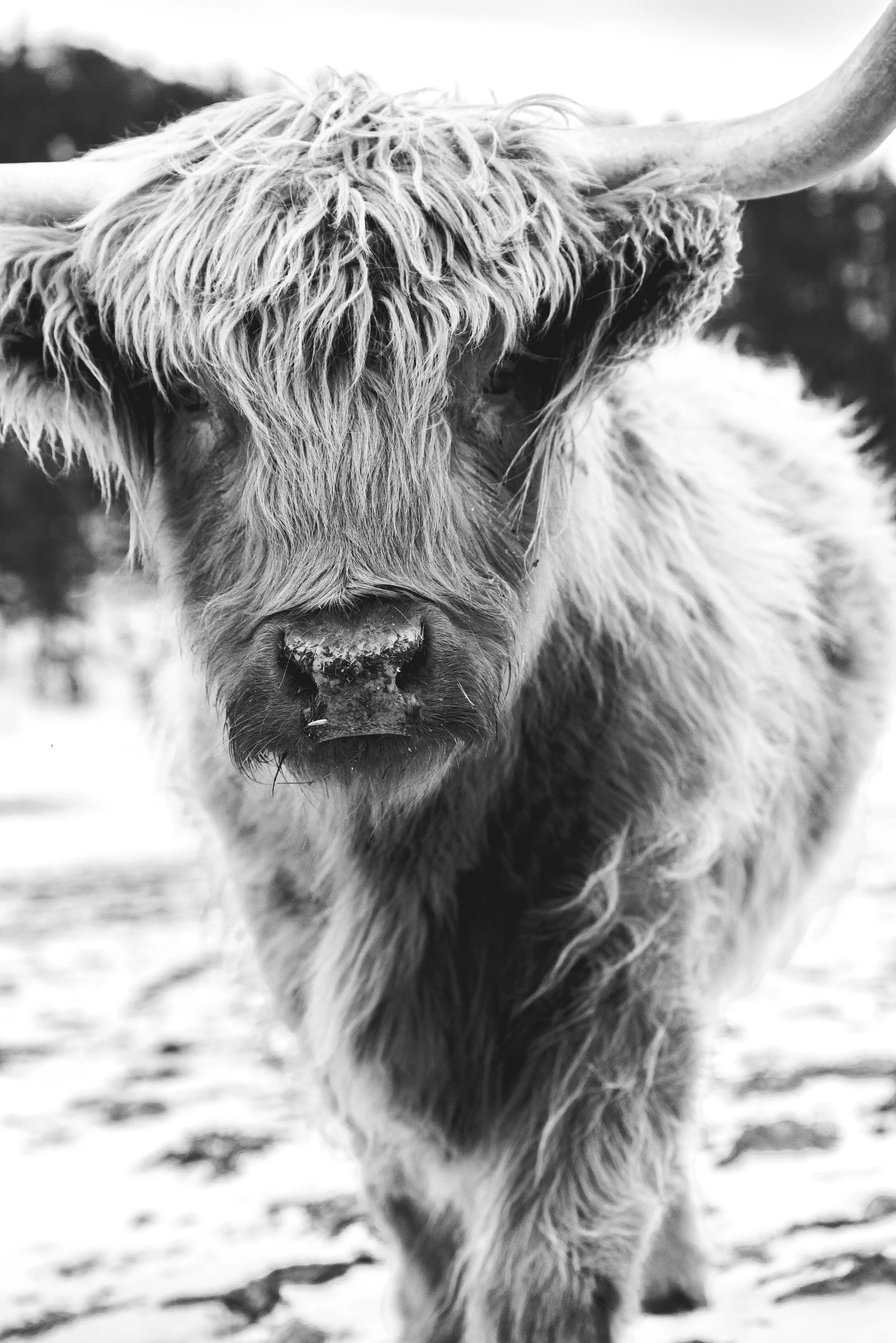 Highland BW - 2019 Canvas Print